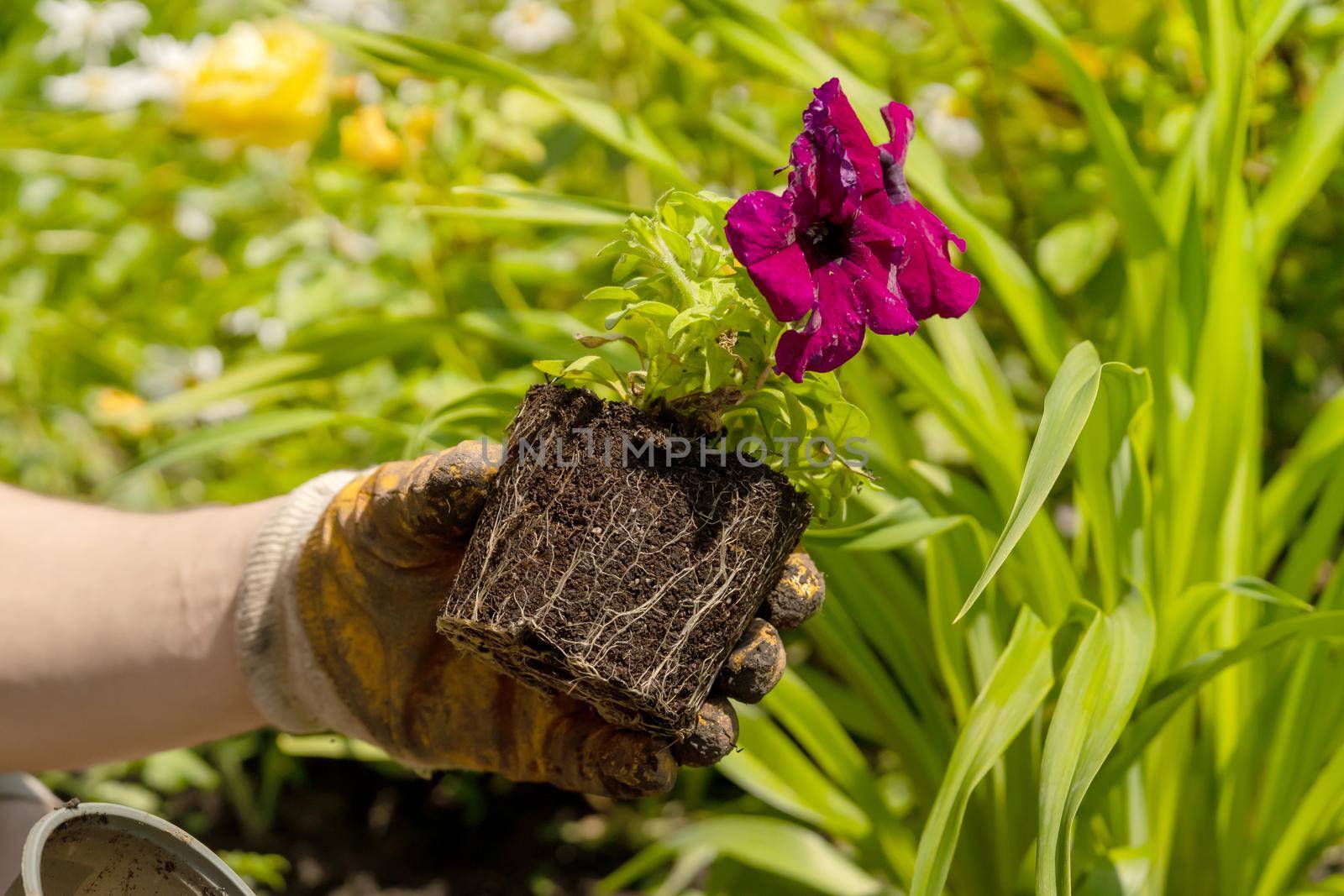 A closeup of hands of a young farmer with a seedling in a peat pot. A hand in gloves puts the plant in the soil. Petunia hybrida seedlings are going to be planted in the processed black soil.