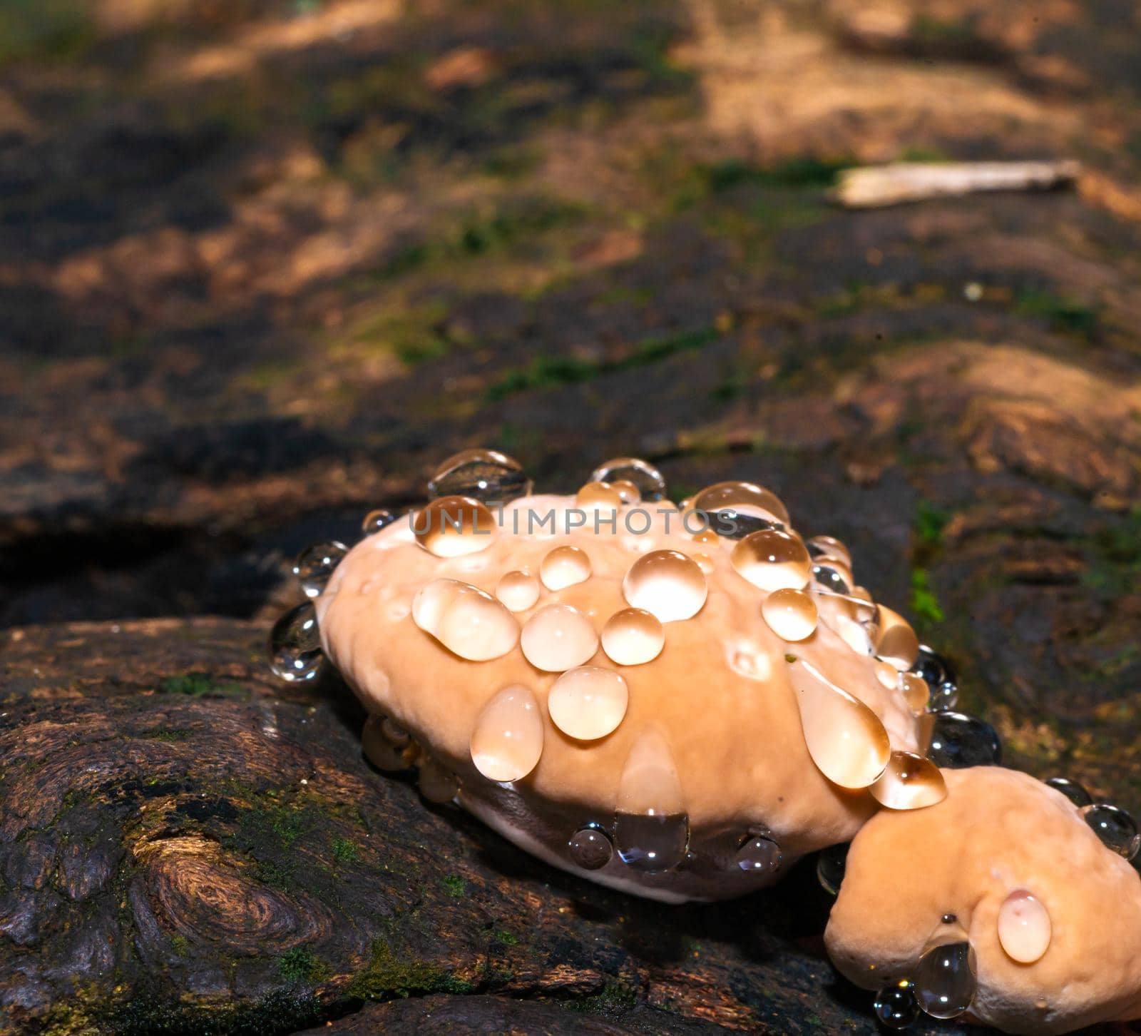 Baby Lingzhi mushroom or reishi mushroom on timber in the forest