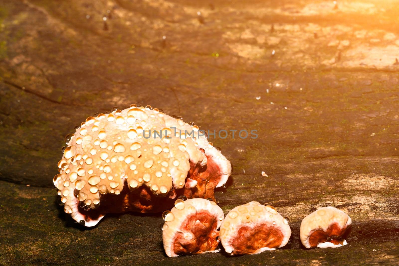 Baby Lingzhi mushroom or reishi mushroom by stoonn
