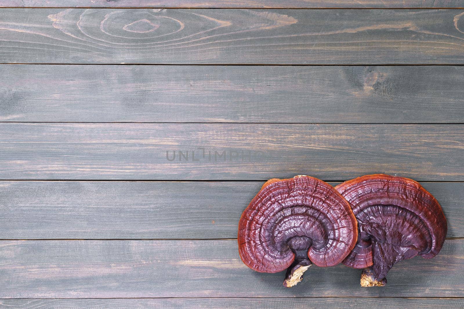 Ganoderma lucidum mushroom on wooden floor by stoonn