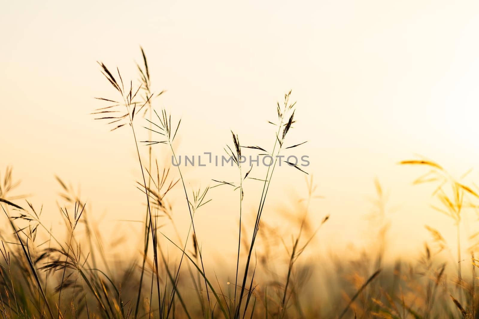 Wild grass with golden  hours in the morning by stoonn