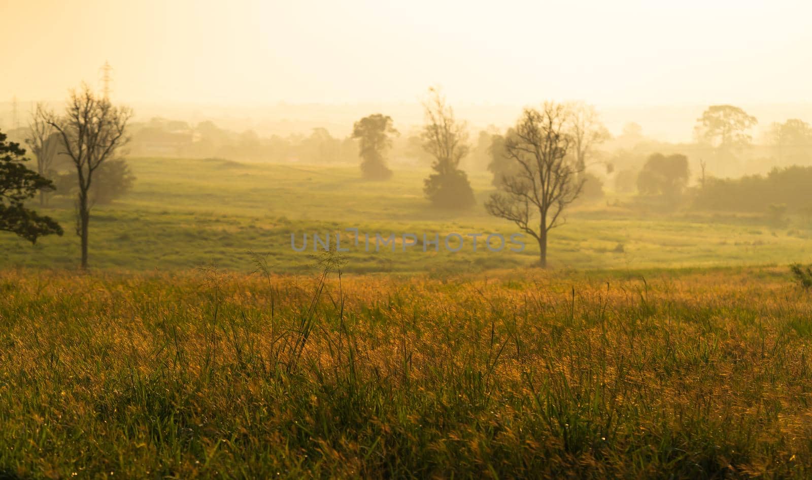 Wild grass with golden  hours in the morning by stoonn