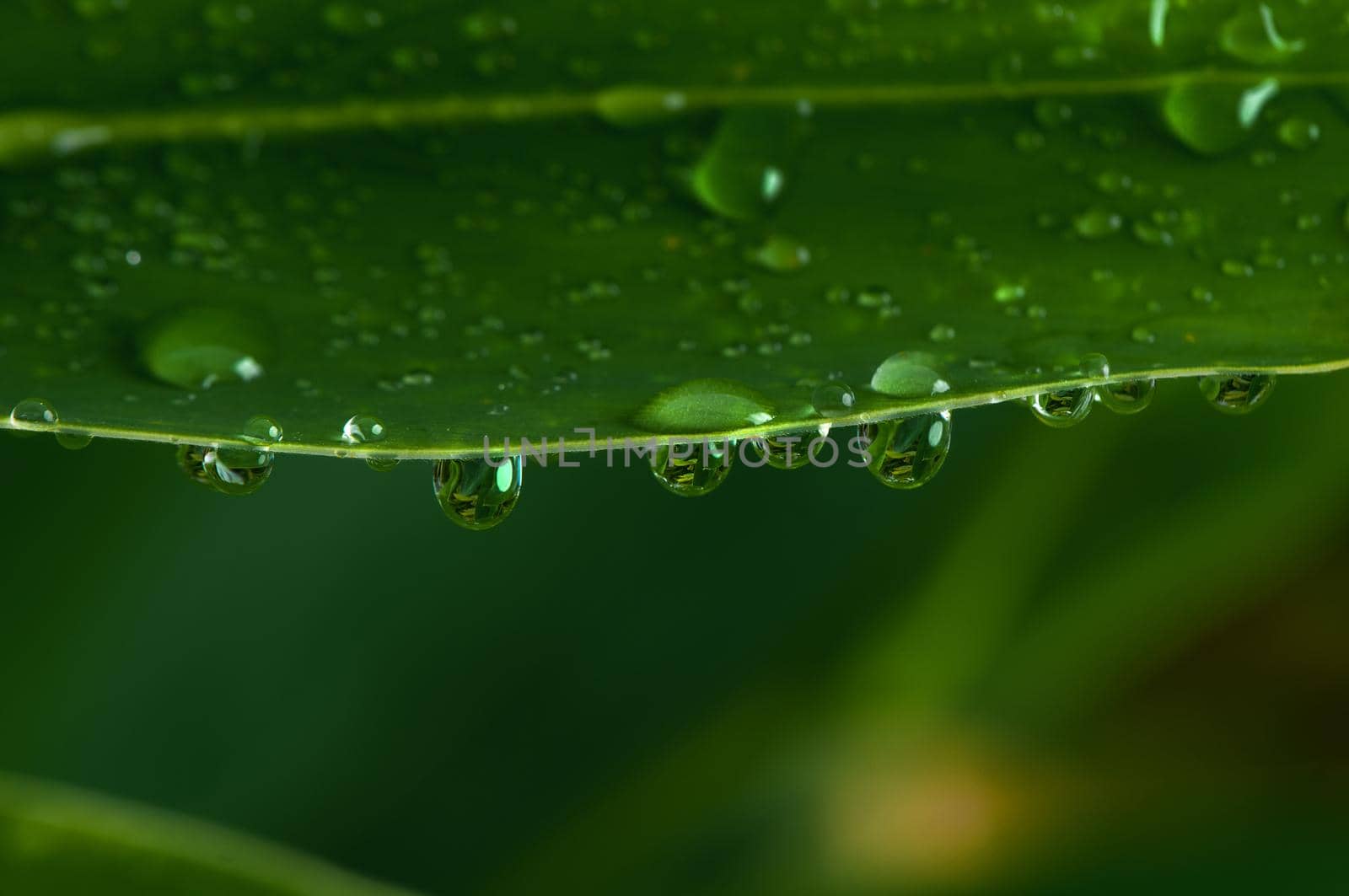 Water drops on green leaf.