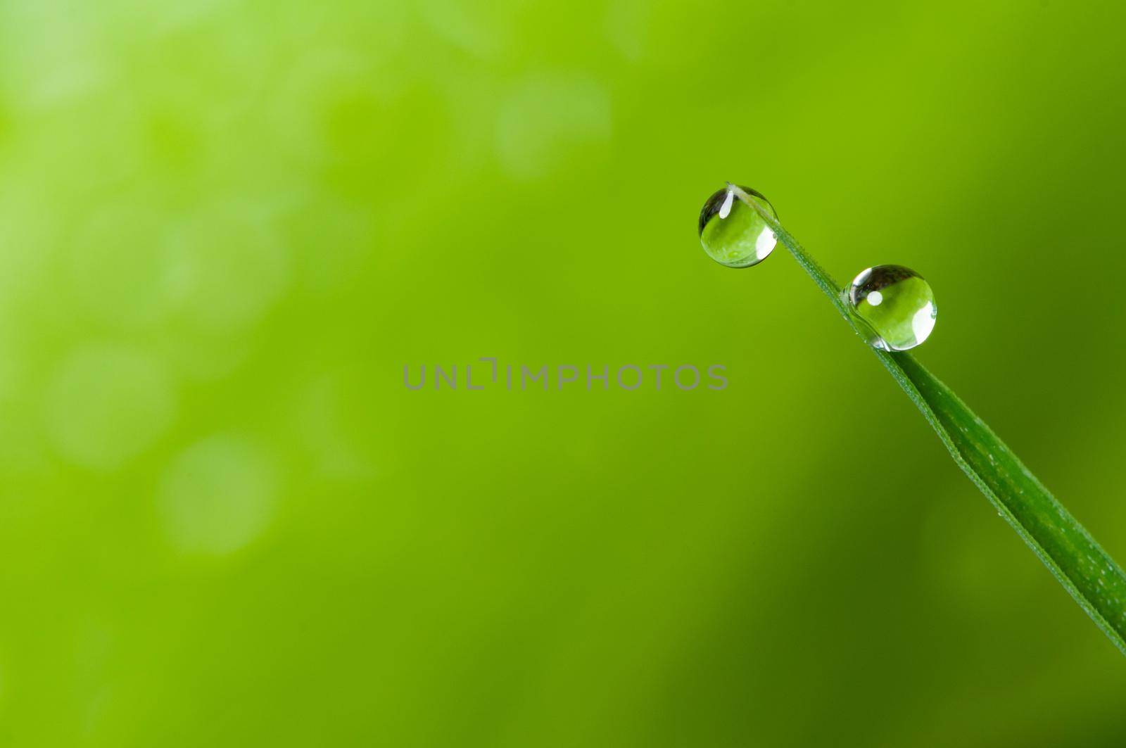 Dew drop in leaf with green bokeh background. by thanumporn