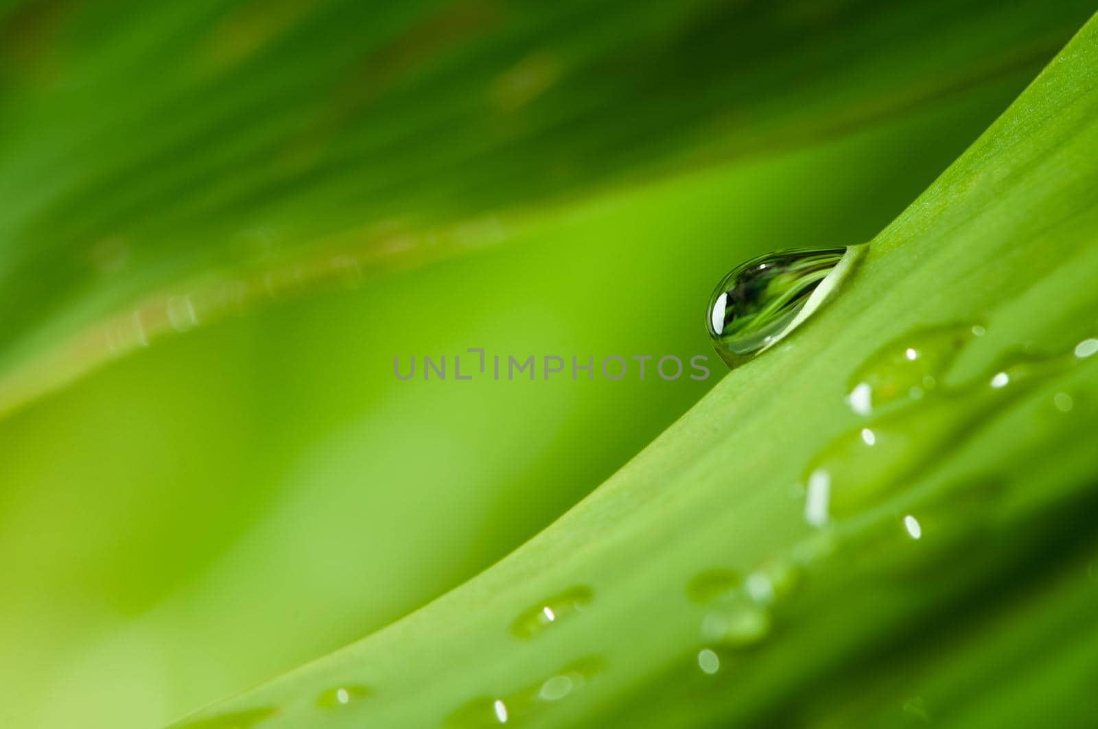 Water drops on green leaf. by thanumporn