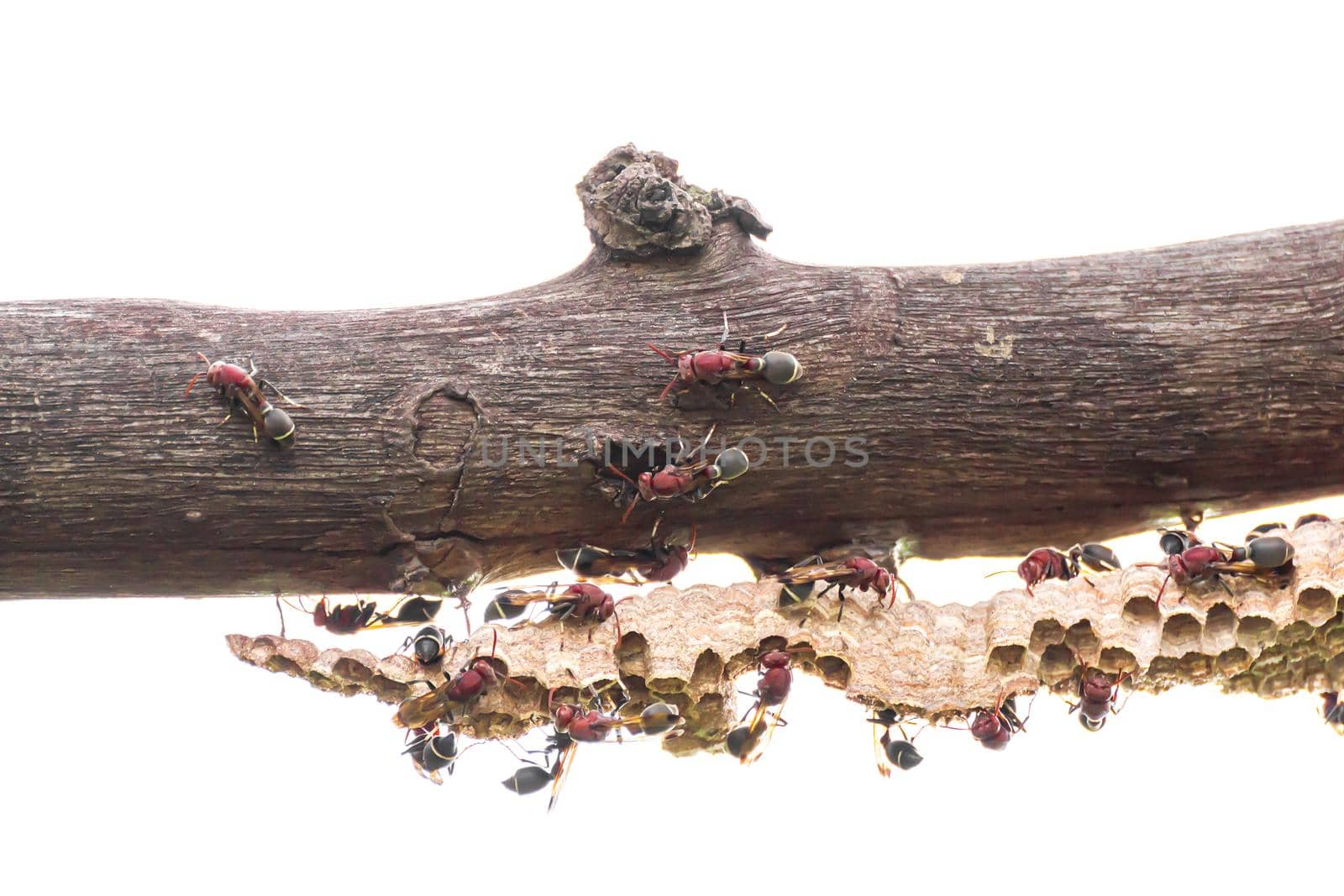 Close-up of wasp and wasp nest with eggs and larvae on white background