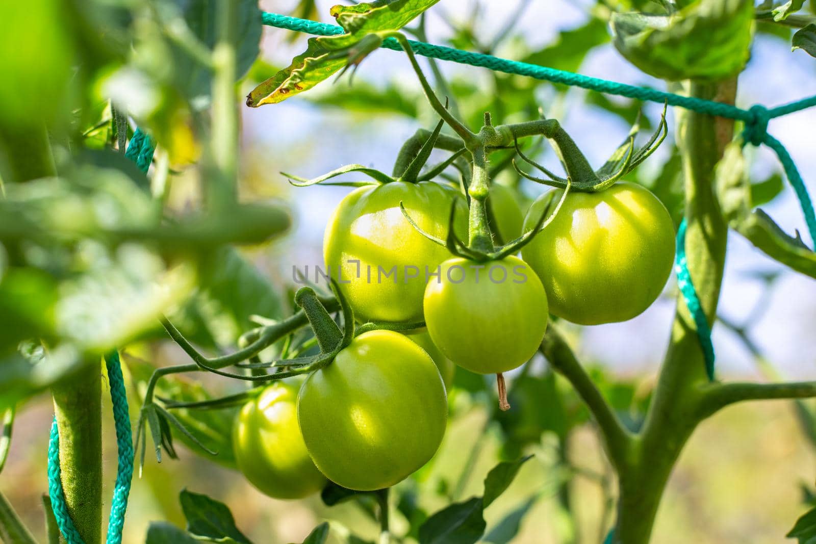 Green unripe tomatoes on a bush against the background of the sky. Growing vegetables in the garden by levnat09