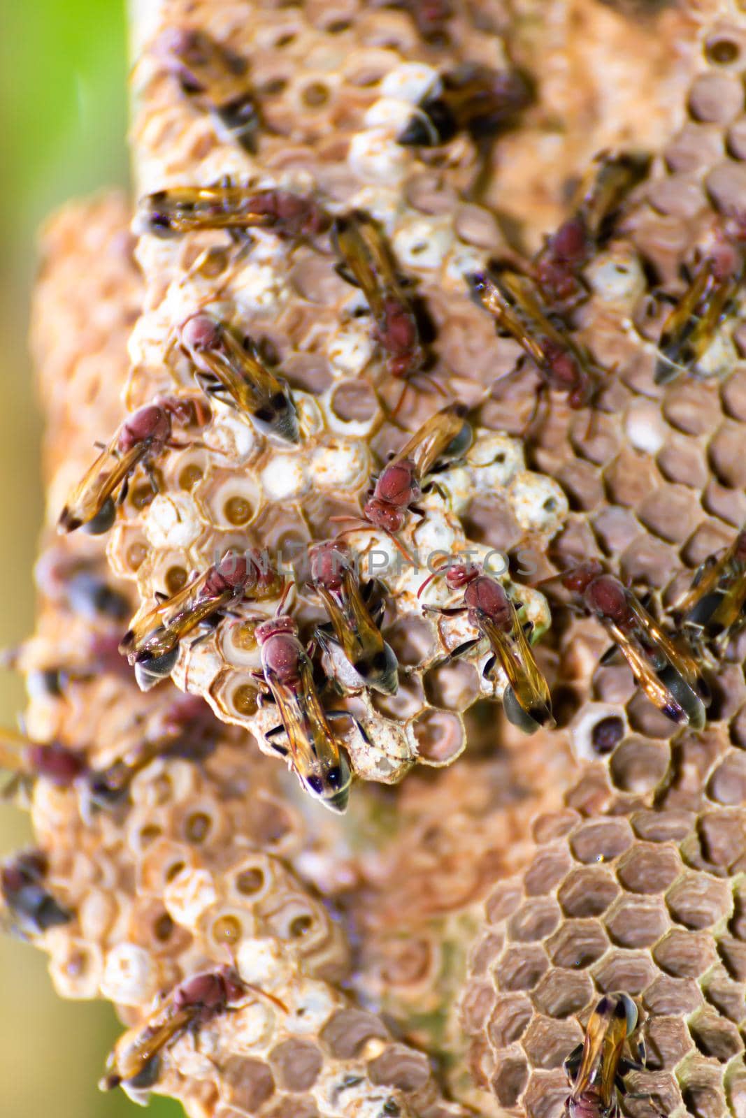 Close-up of wasp and wasp nest with eggs and larvae in nature