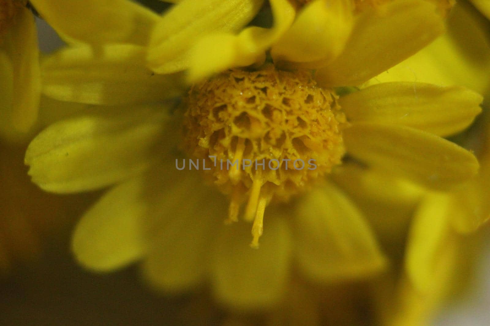 Close-up and macro photo with selective focus of marigold (calendula) flowers. Yellow daisy flowers of calendula arvensis.