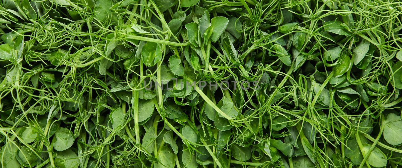 Close up fresh green peas microgreen sprouts background, elevated top view, directly above