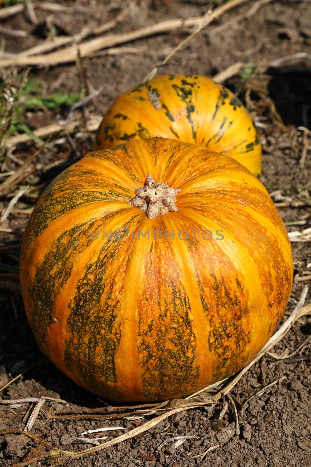 Close up ripe pumpkins growing in field by BreakingTheWalls