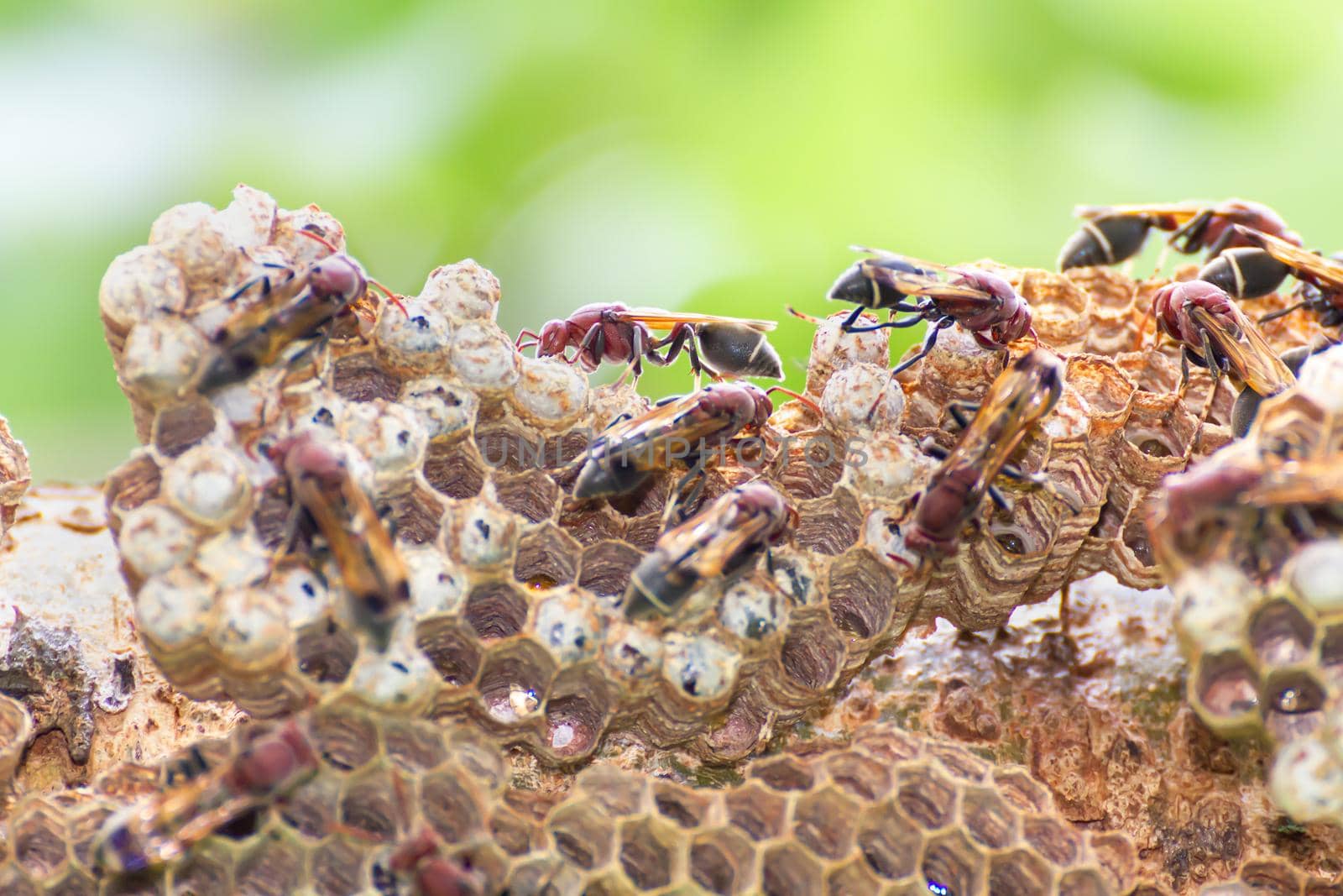 Close-up of wasp and wasp nest with eggs and larvae in nature