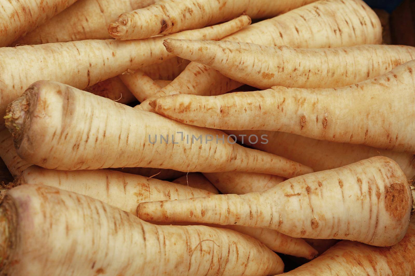 Close up many parsnip roots on retail display of fresh food market, high angle view,