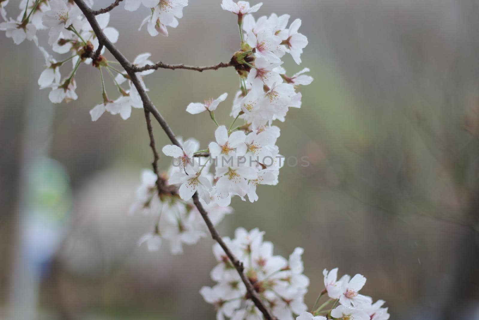 Blossoming white cherry flowers with green leaves by Photochowk