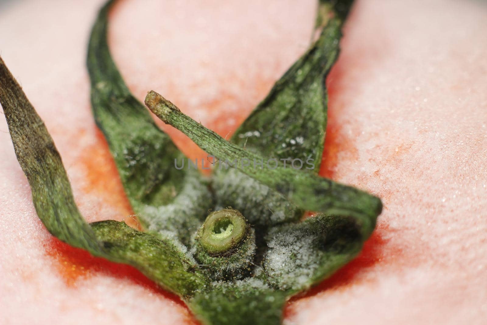 Tomato covered with hoarfrost on a white background. Macro shot of a tomato on a white background.