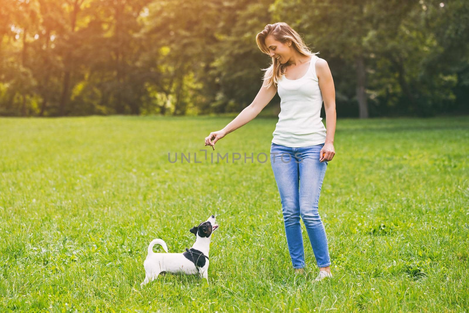 Woman  feeding her  dog Jack Russell Terrier in the nature by Bazdar