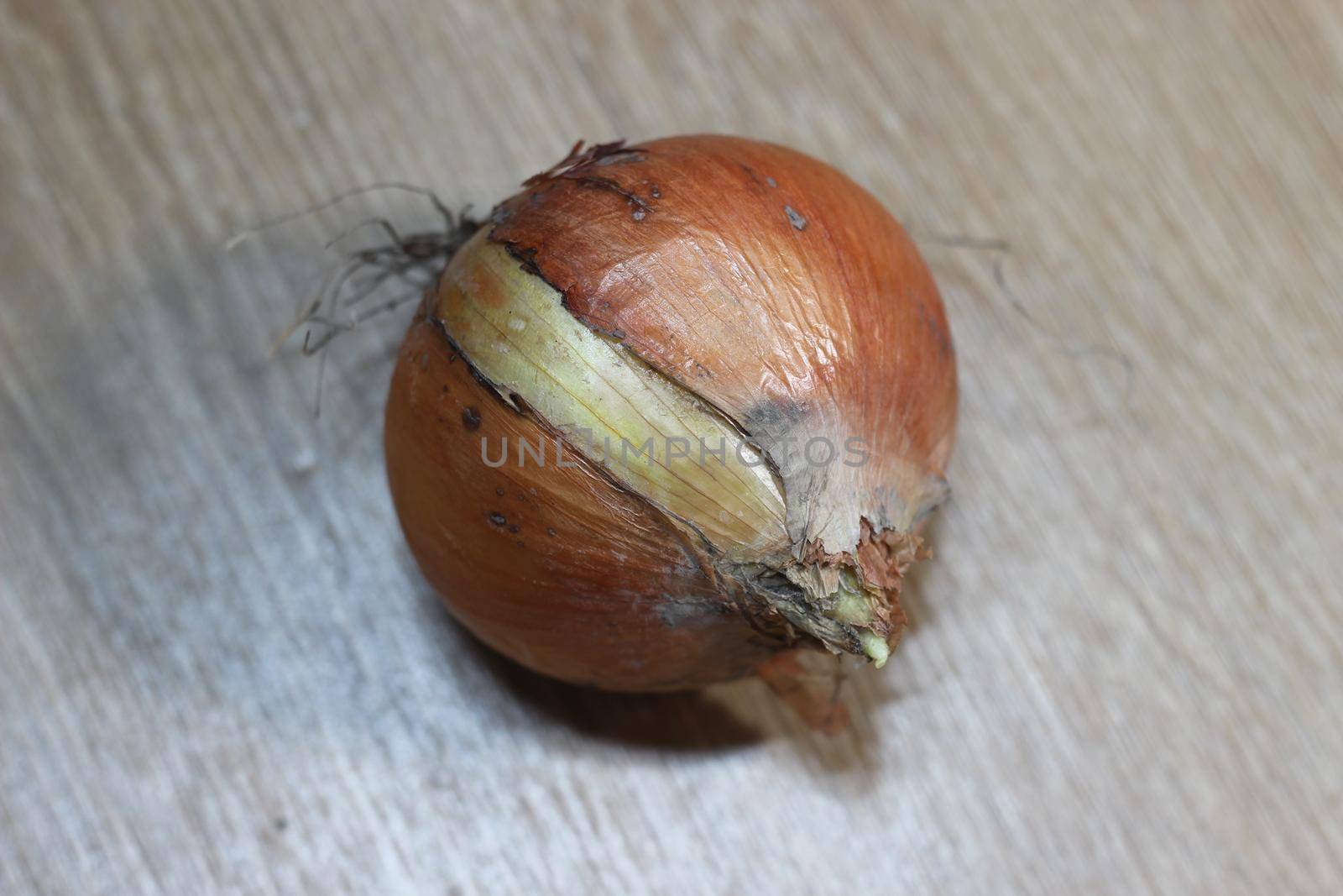Closeup view of a fresh dry onion bulb. Onion with dry roots and brown peelings