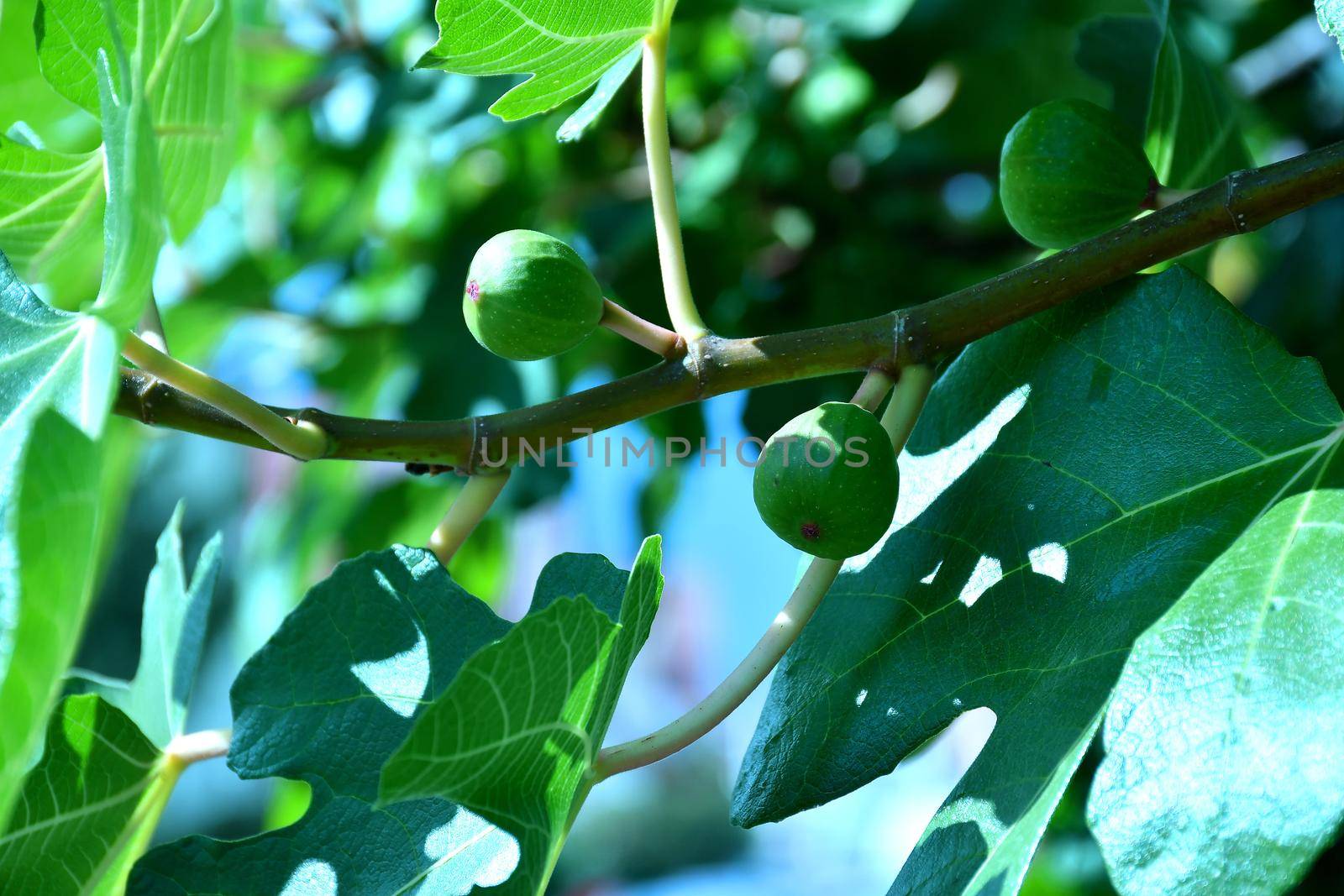 figs, unripe on a tree by Jochen