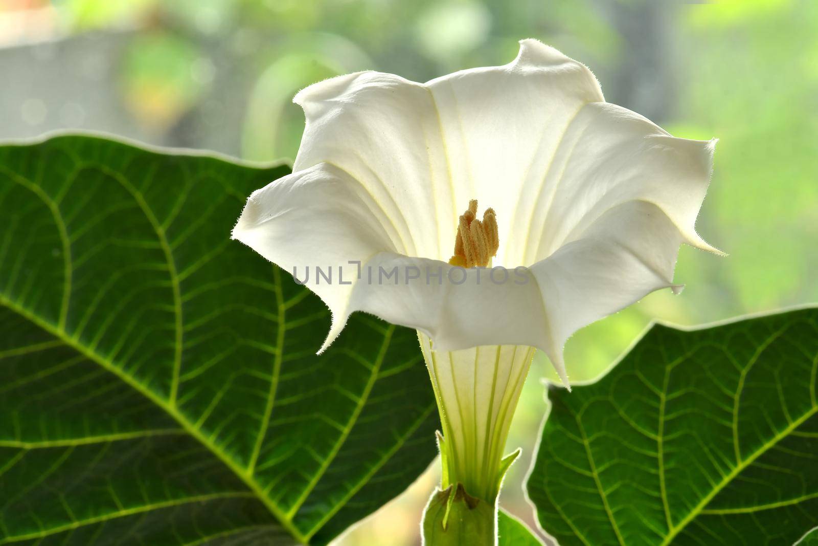 thorn apple with white flower