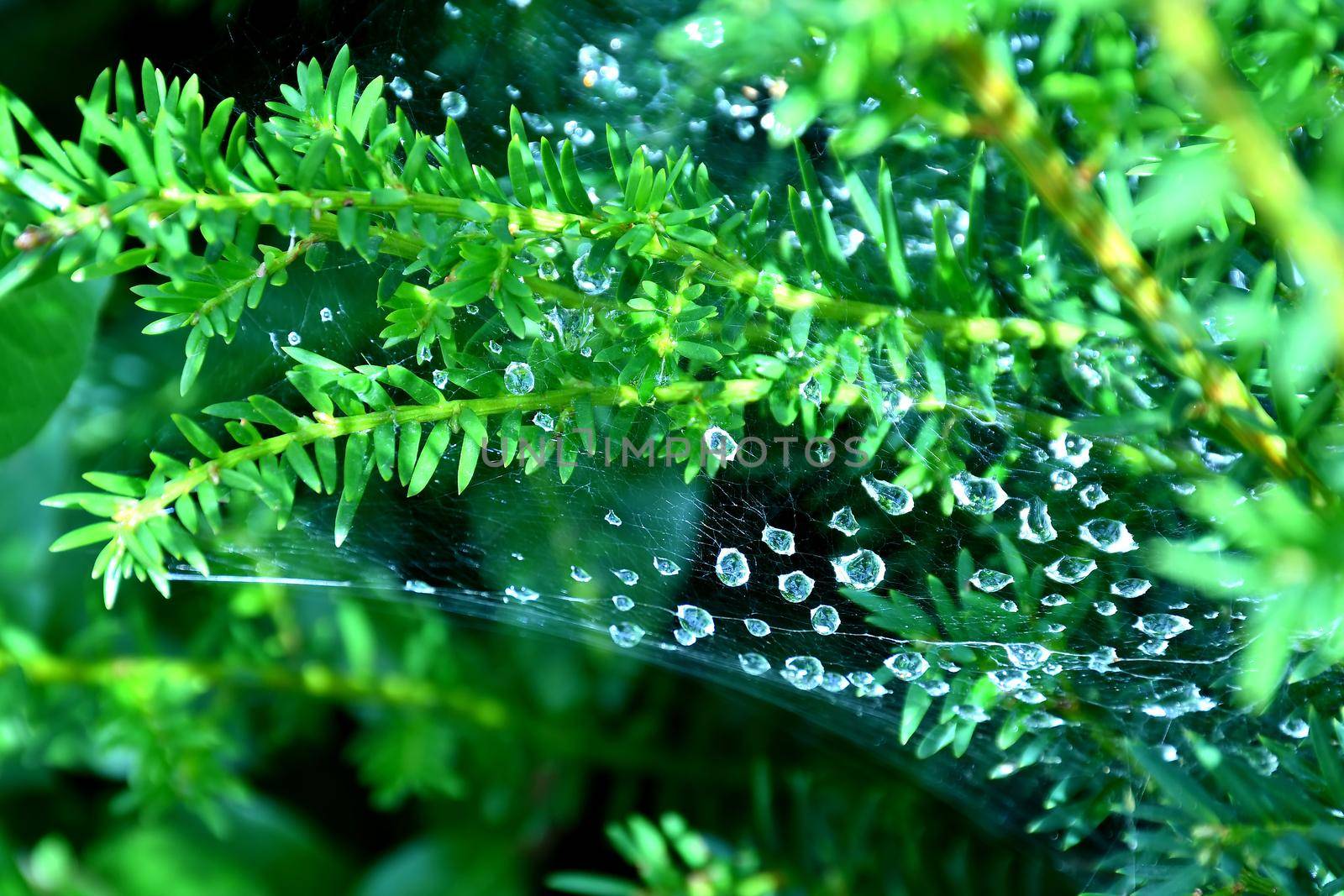 spider web with raindrops on a bush