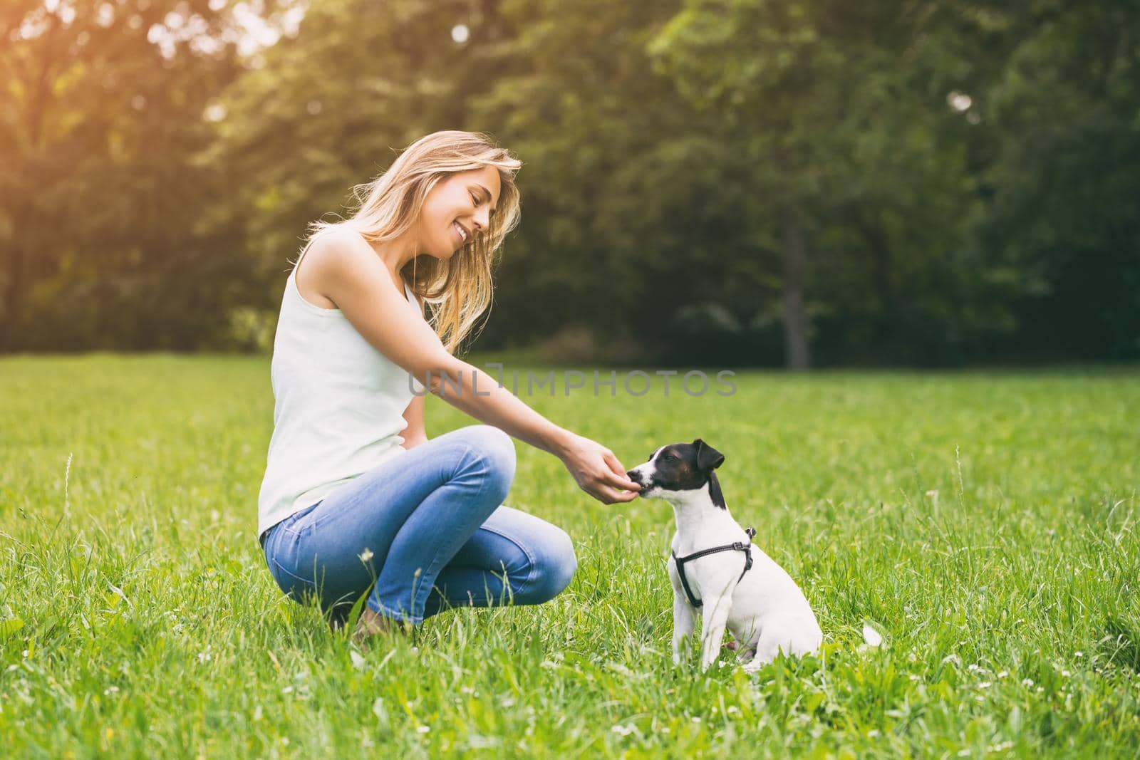 Woman  feeding her  dog Jack Russell Terrier in the nature by Bazdar