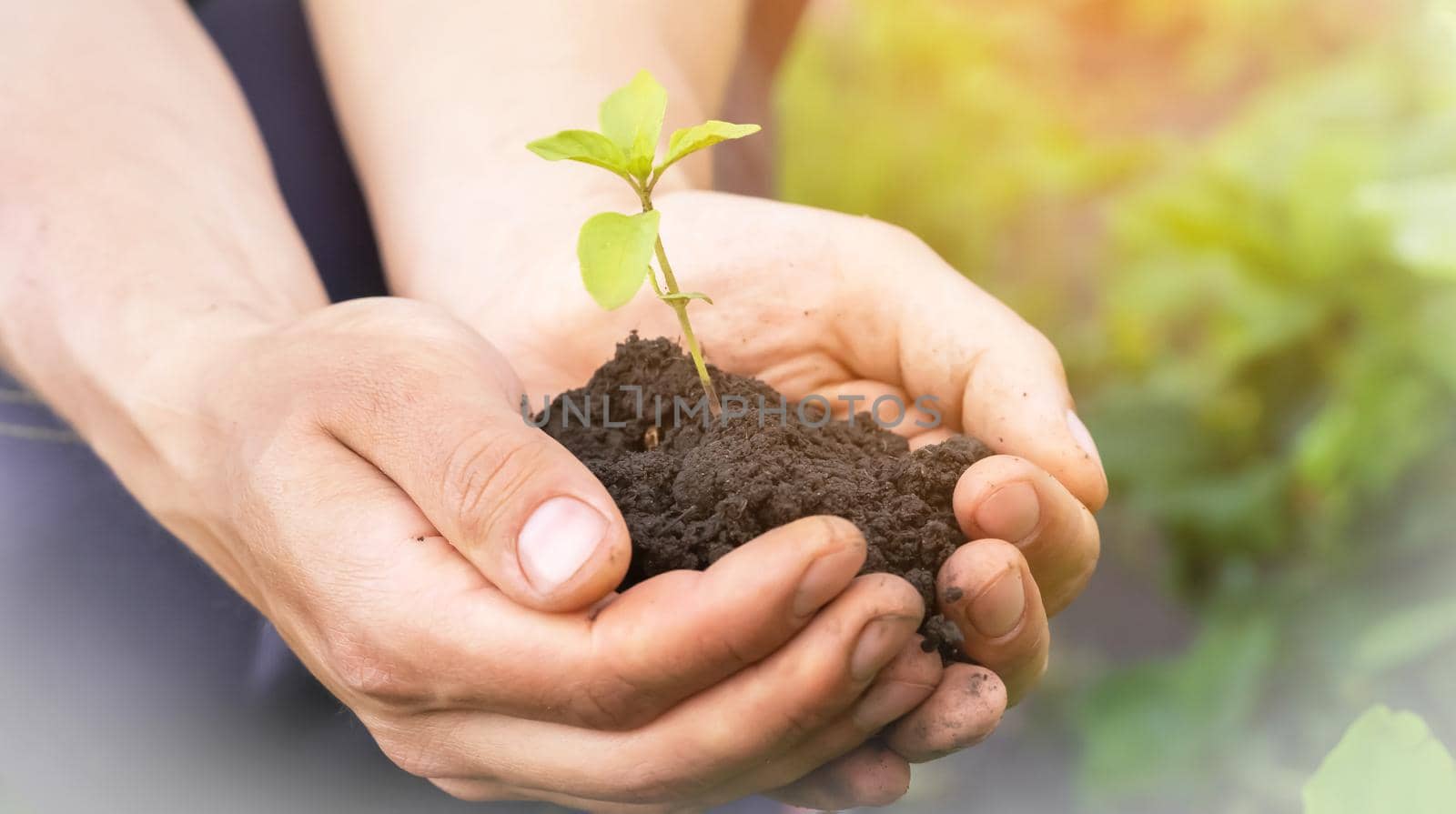 New life and growth concept. Seed and planting concept. Close up of gardener hands holding seedling. Hands are holding sapling with soil in cupped hands.