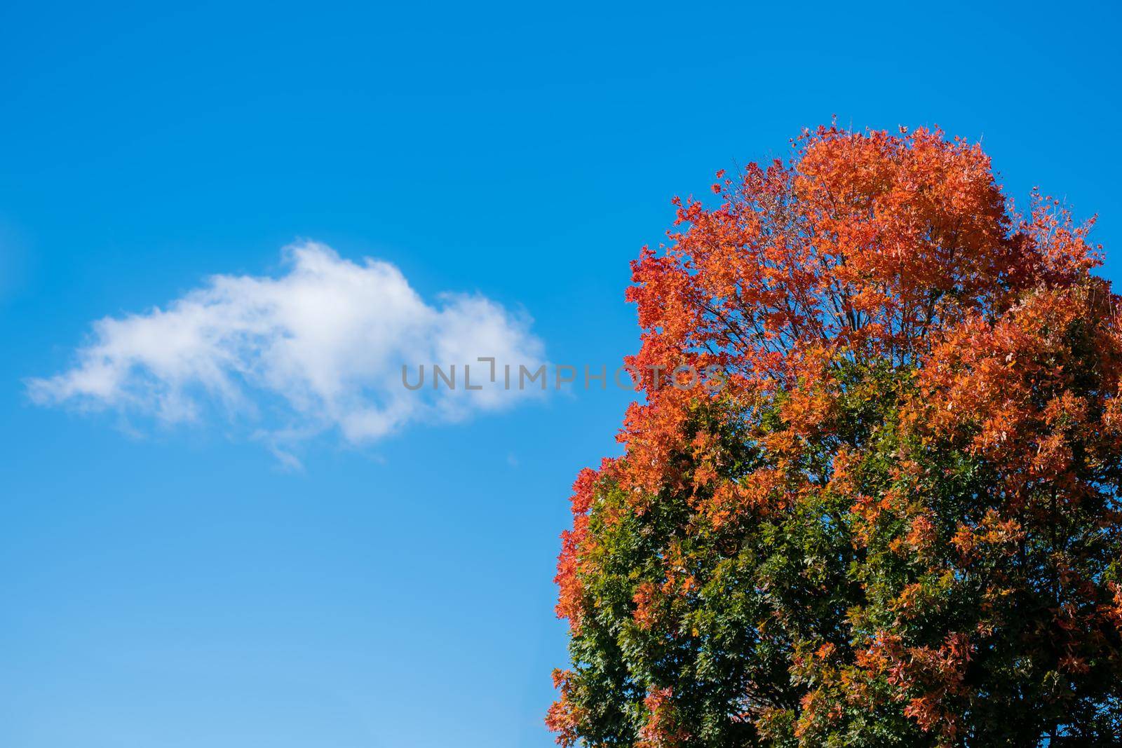 Colorful autumn tree with vibrant orange leaves against a blue sky by jyurinko