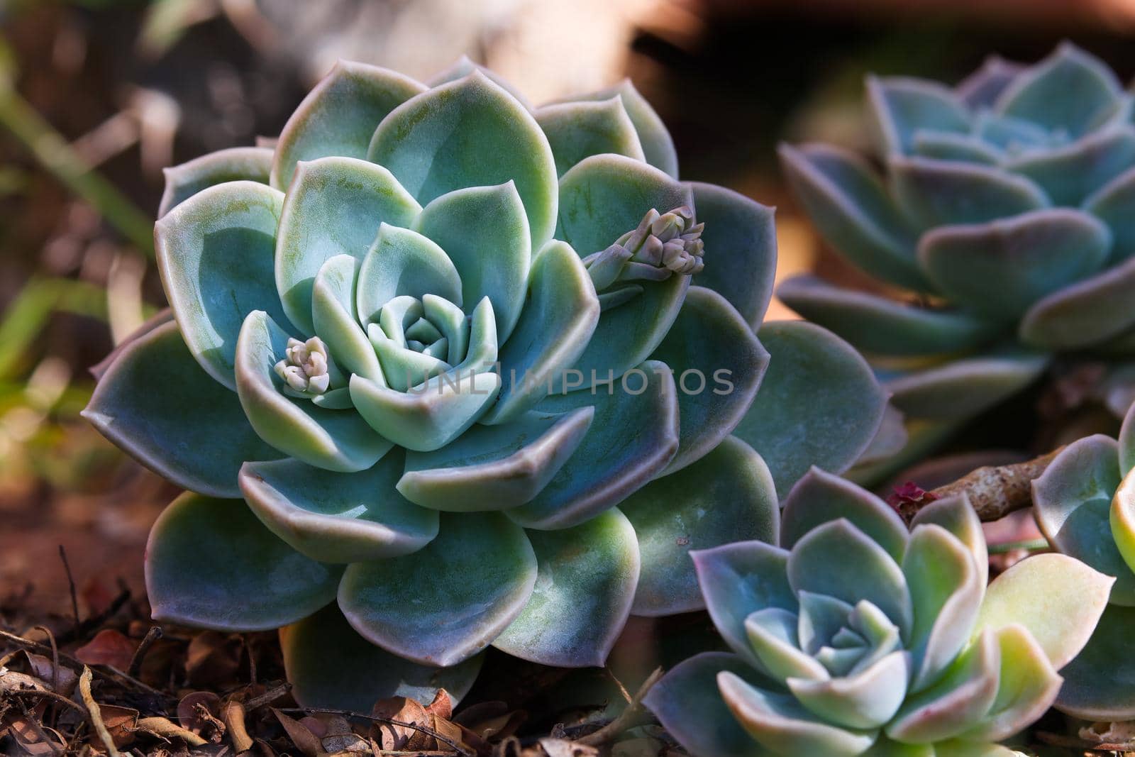 Blue Rock Rose Succulent Plant (Echeveria imbricata) by jjvanginkel