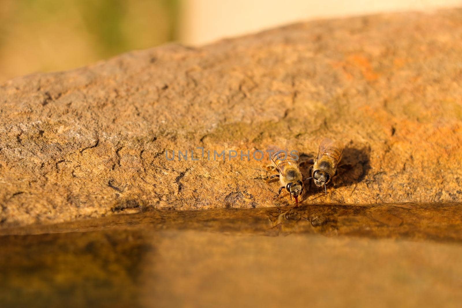 Pair of African honey bees (Apis mellifera scutellata) drinking water from a natural rock pool, Pretoria, South Africa