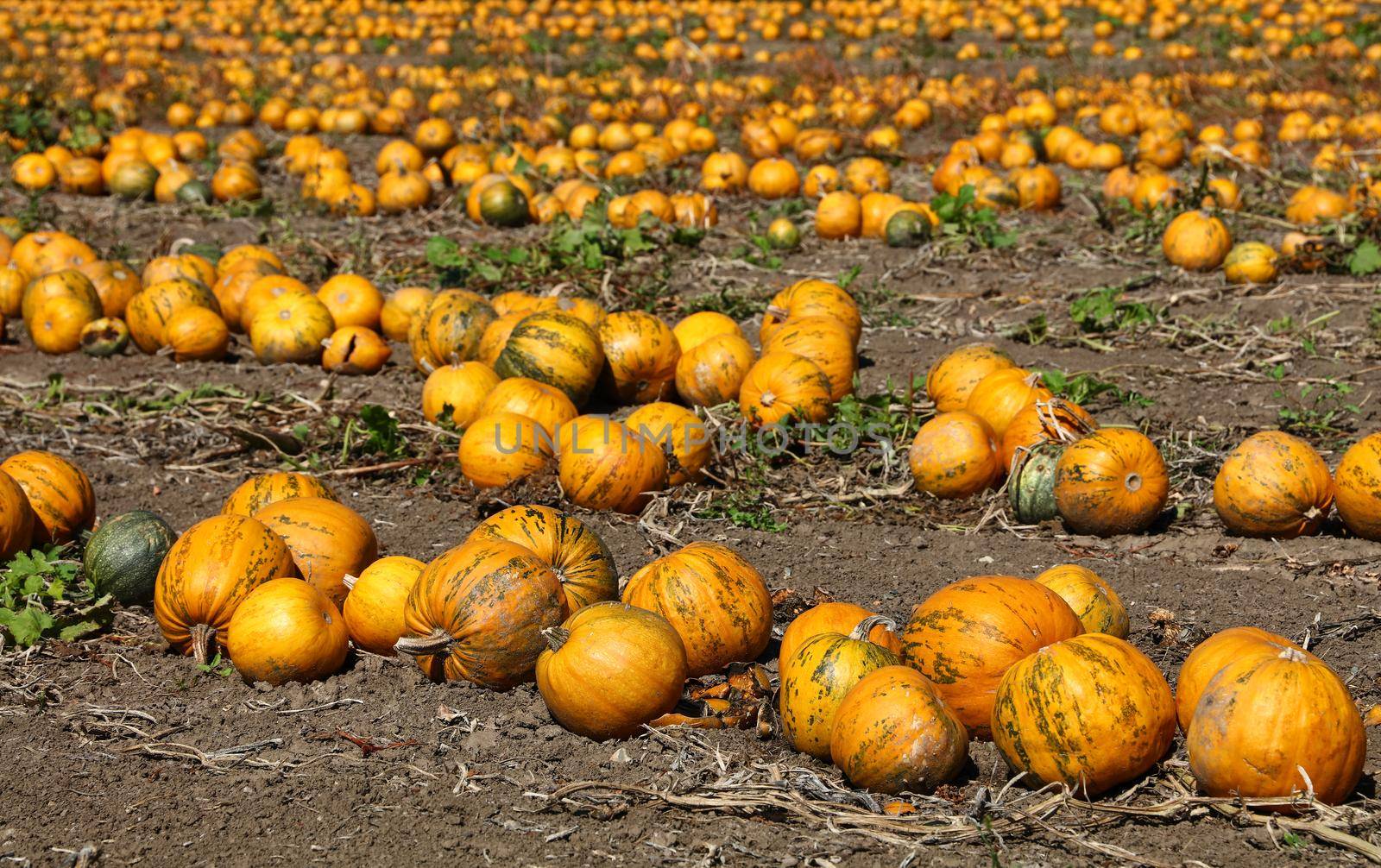 Field of ripe pumpkins growing, ready to harvest in autumn season, high angle view