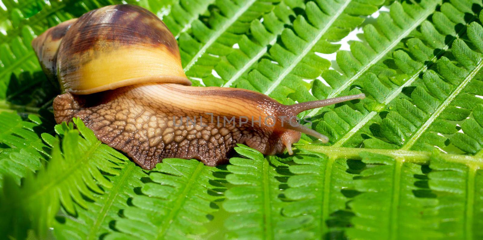 Achatina fulica, a giant snail crawling on a green fern leaf by lapushka62