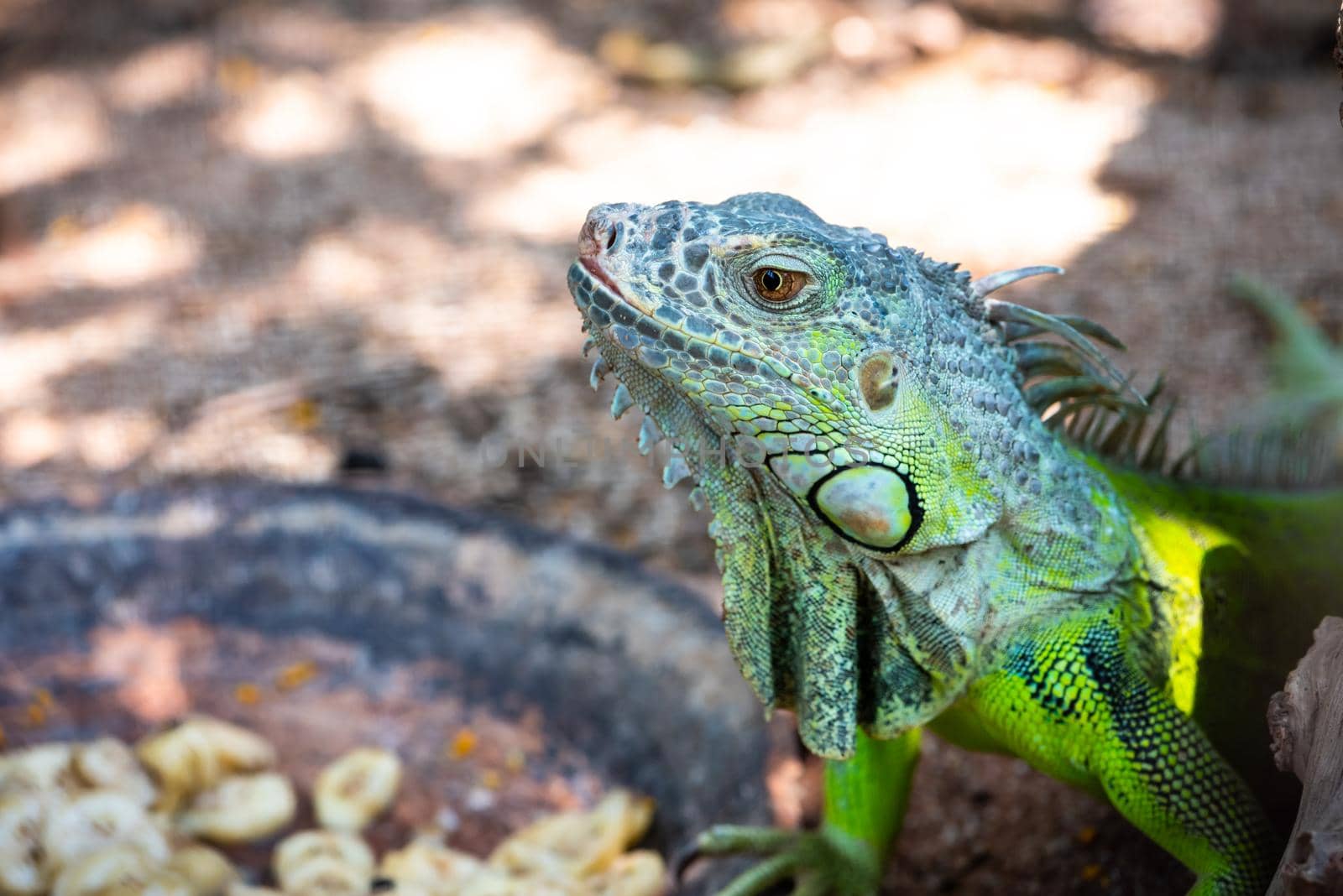 Close up male Green iguana (Iguana iguana) by Yongkiet