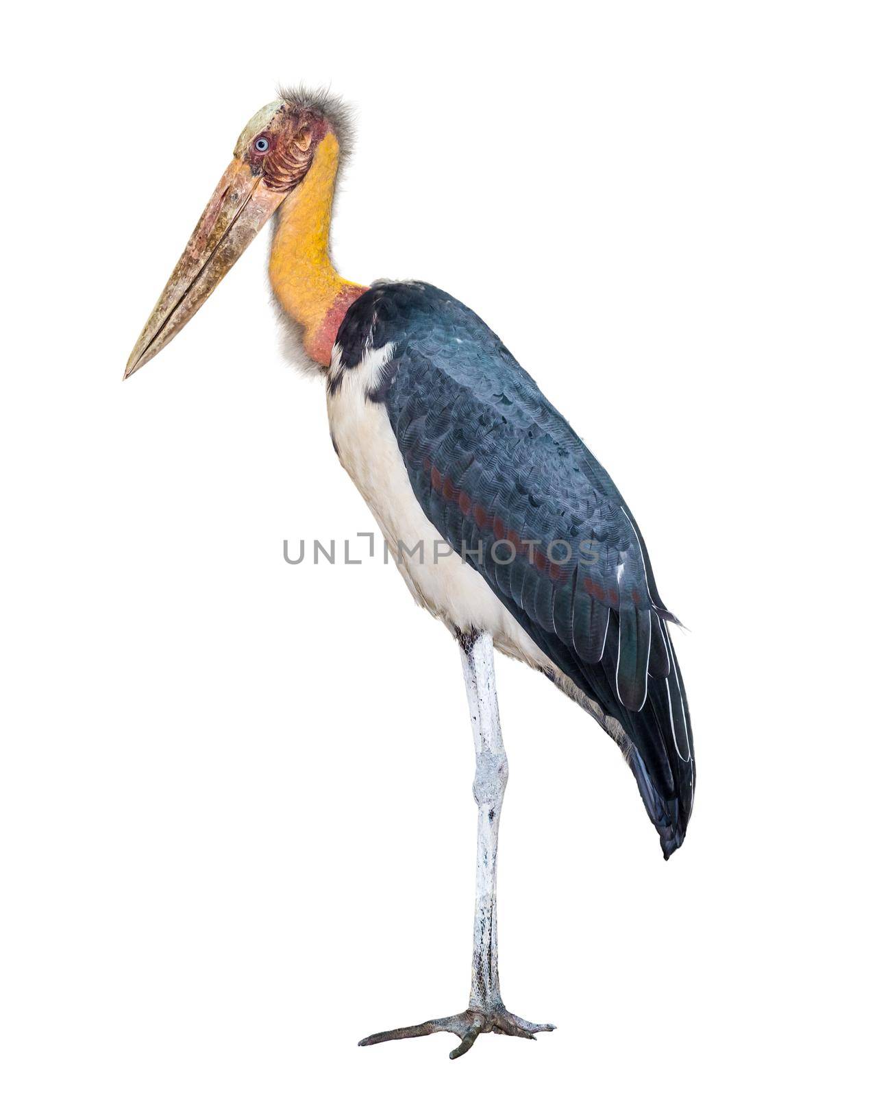 Lesser adjutant or Leptoptilos javanicus is a large wading bird in the stork family Ciconiidae side of the animal waterfowl with a long yellow neck black wings standing isolated on a white backgrou
