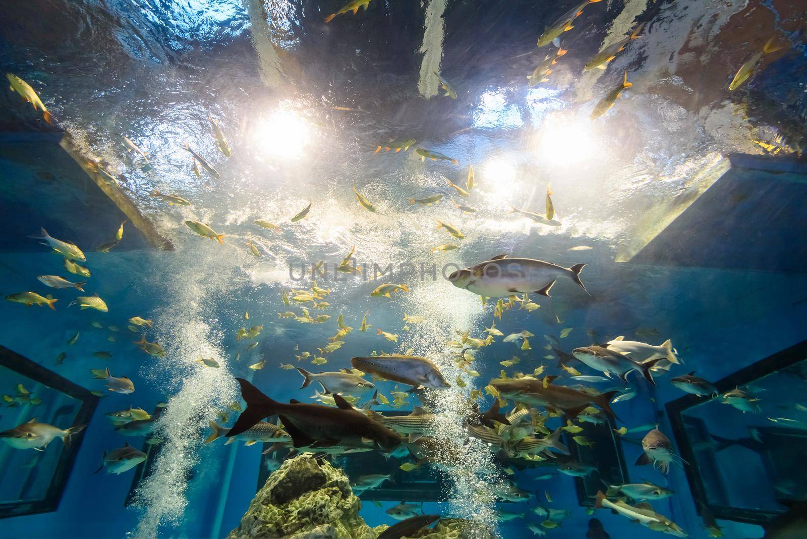 Beautiful nature blue underwater world inside a large aquarium for many species of freshwater fish in Thailand