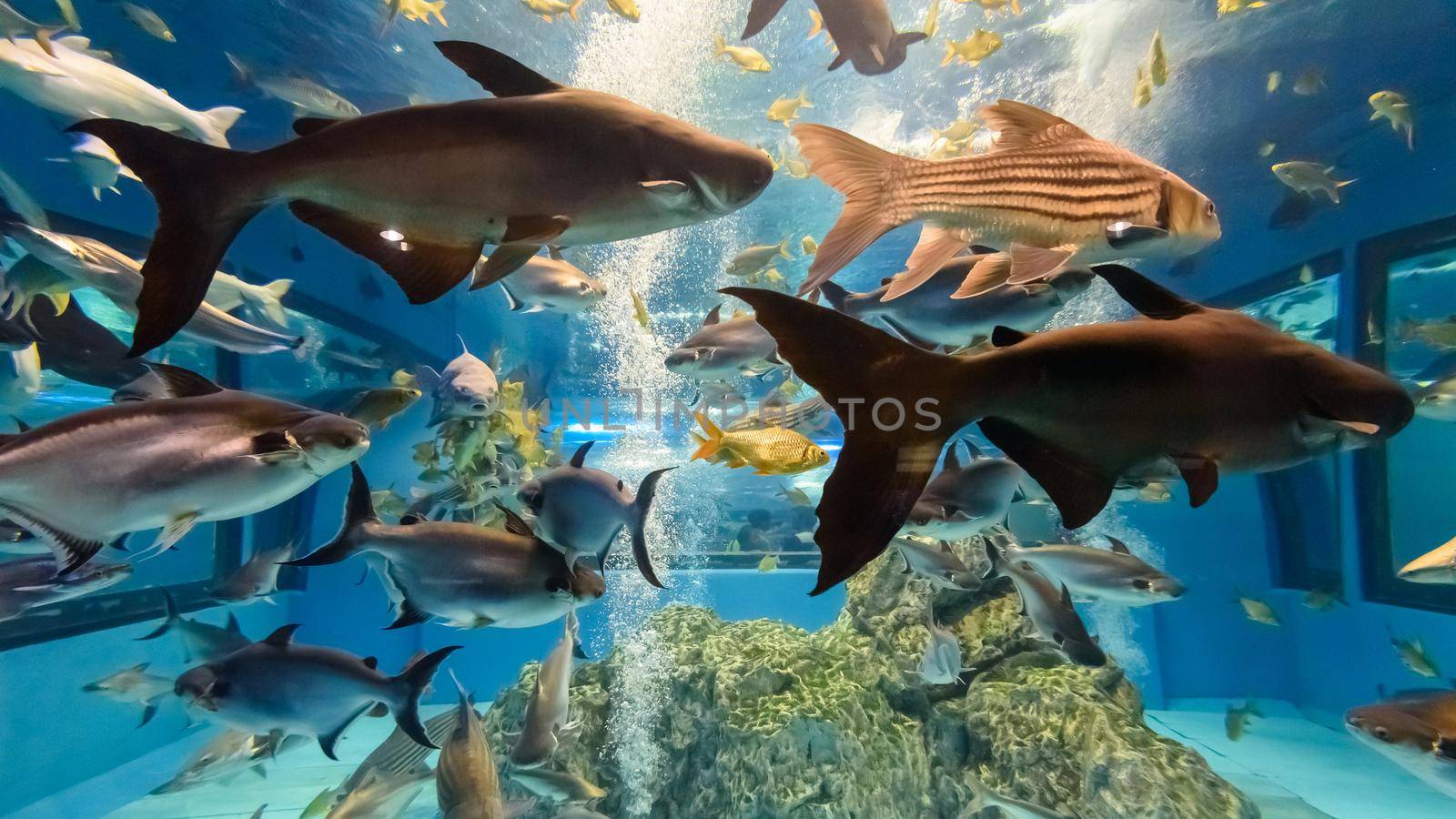 Aquarium of freshwater fish by Yongkiet
