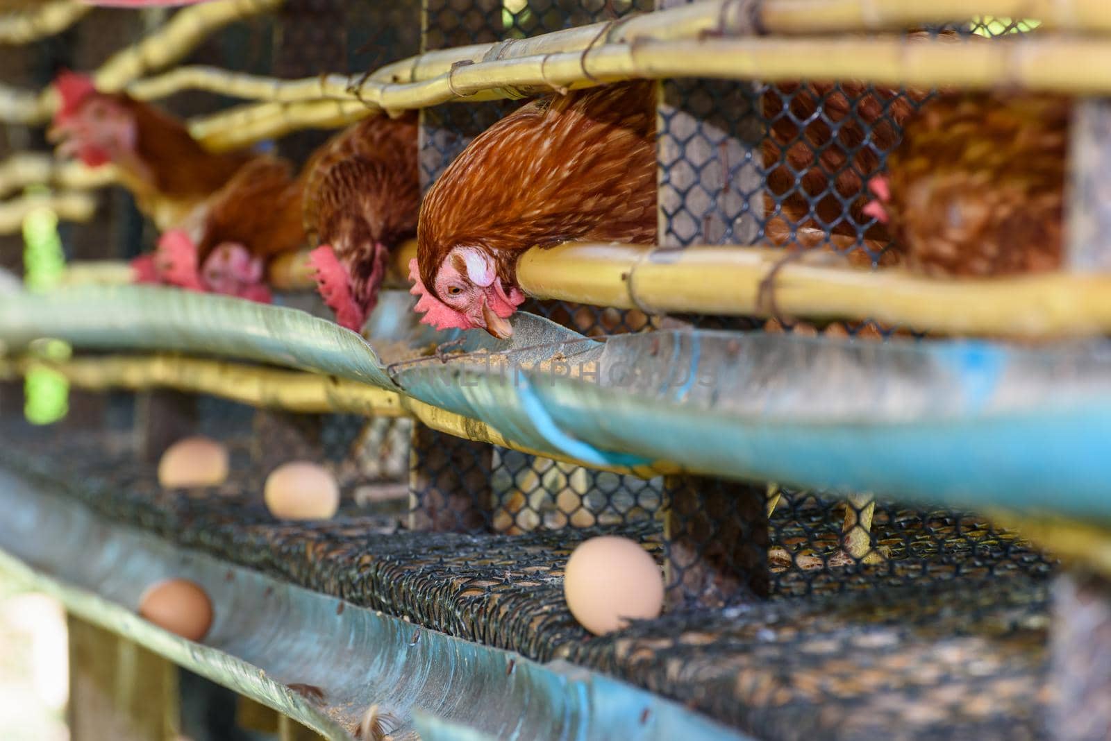 Egg chicken farm in rural Thailand by Yongkiet