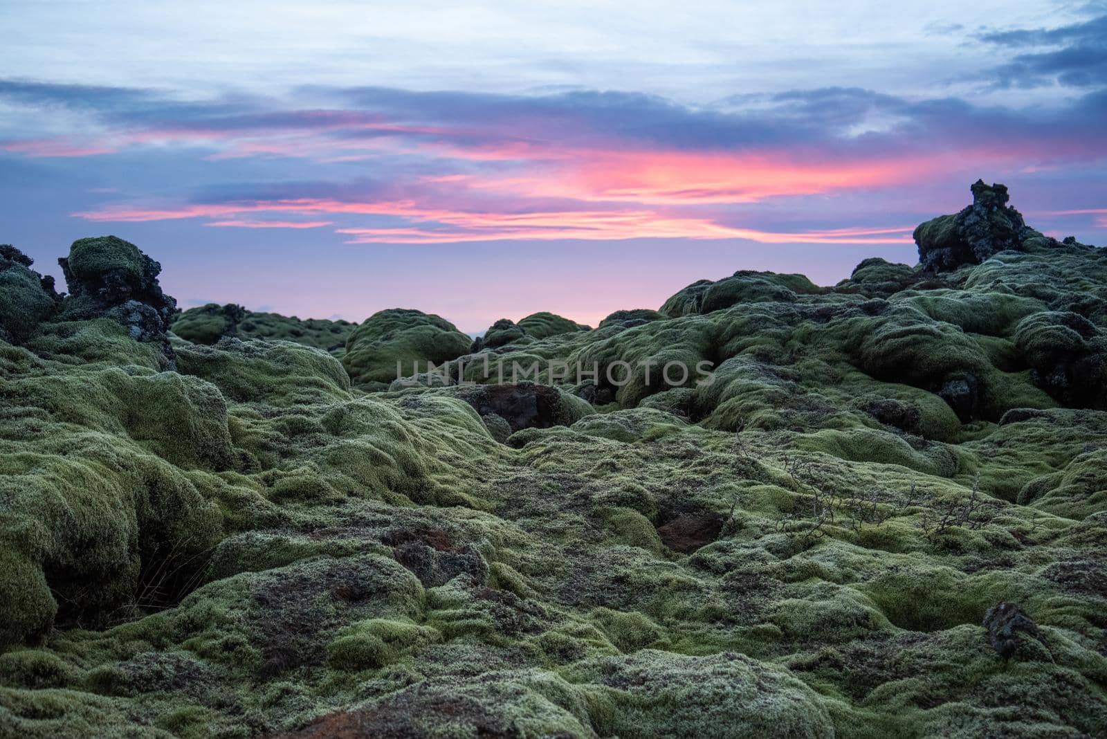 Icelandic landscape photo at sunset with volcanic rock field covered in green moss with a pretty purple and pink sky