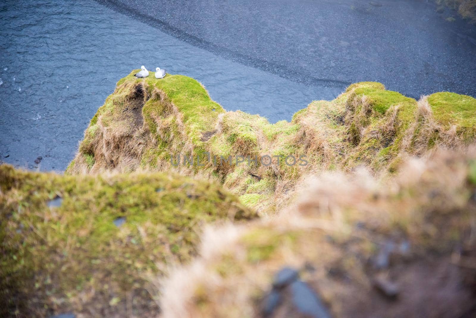 Looking over the edge of a mossy canyon in Iceland with two doves sitting together love birds with river below them.