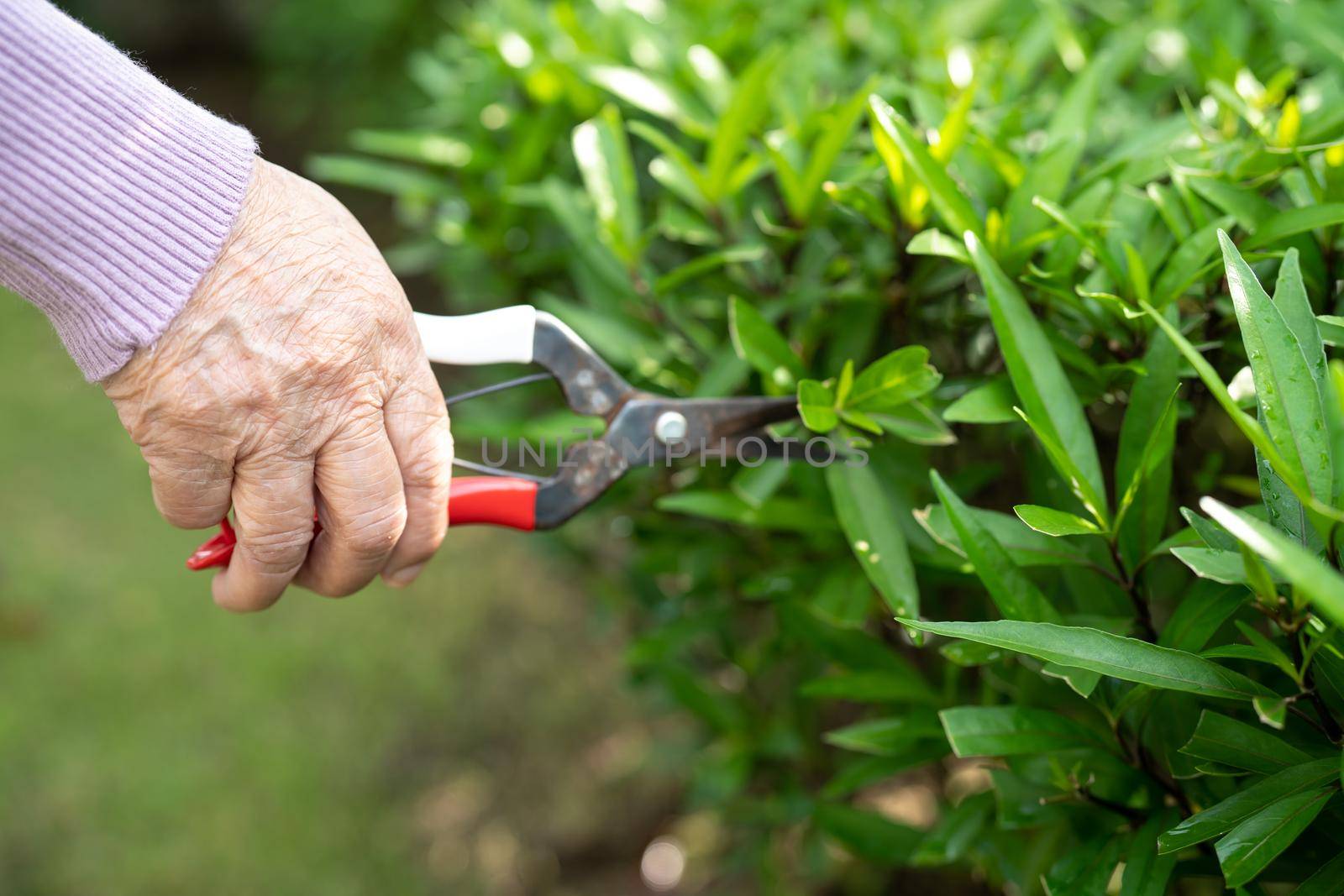 Asian senior or elderly old lady woman trim the branches with pruning shears for taking care garden in house, hobby to relax and exercising with happy.