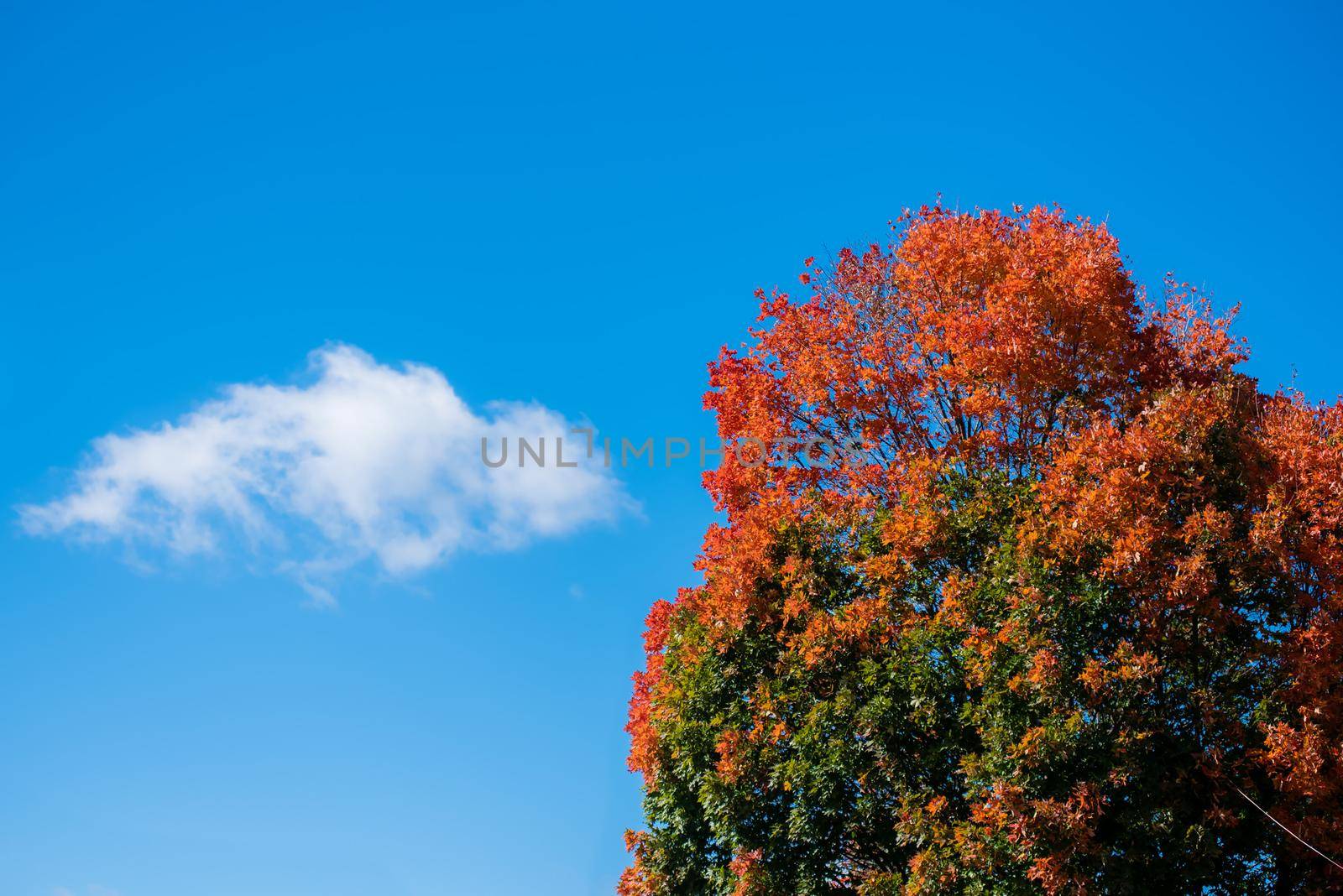 Colorful autumn tree with vibrant orange leaves against a blue sky with one cloud