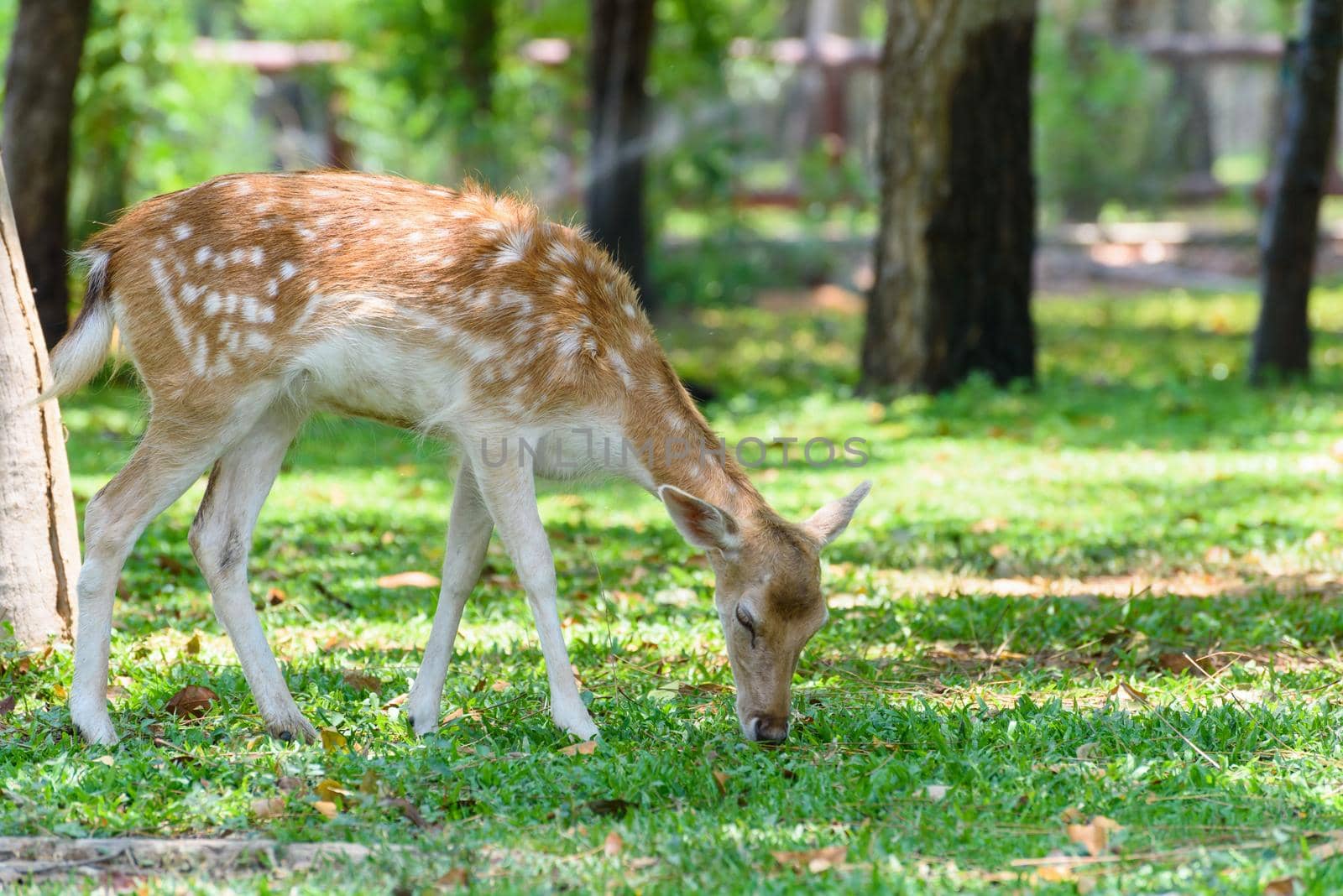 Fallow Deer in the garden at the zoo in Thailand by Yongkiet