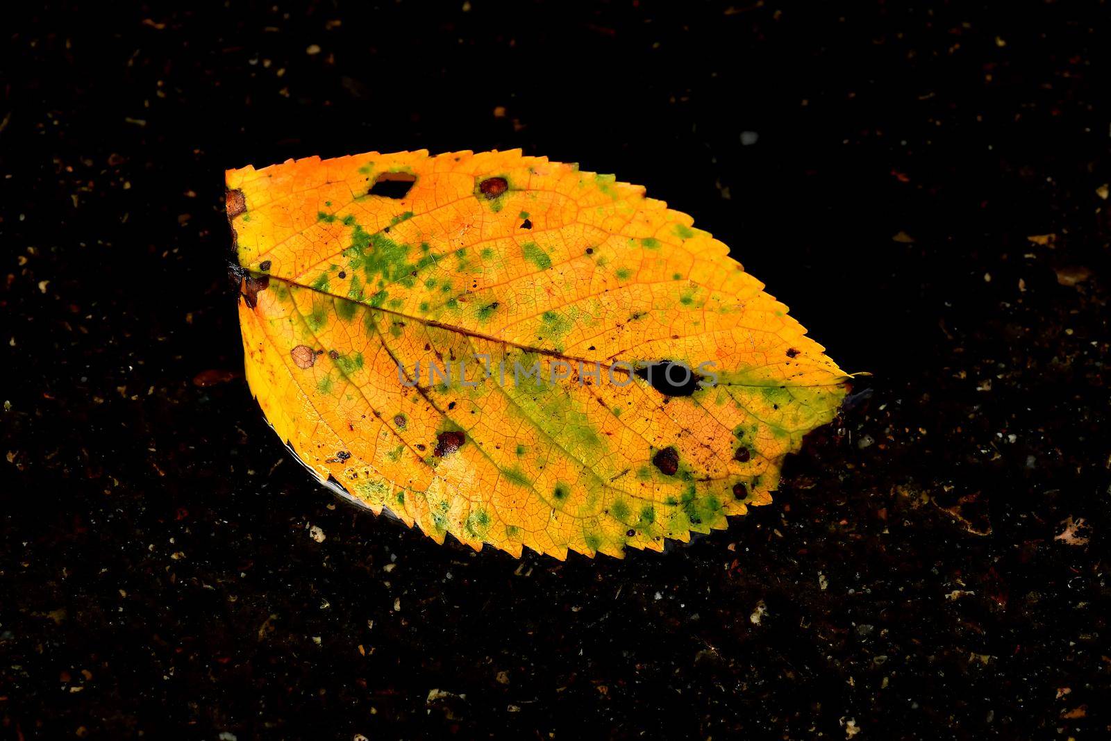 autumnal colored beech leaf on a street