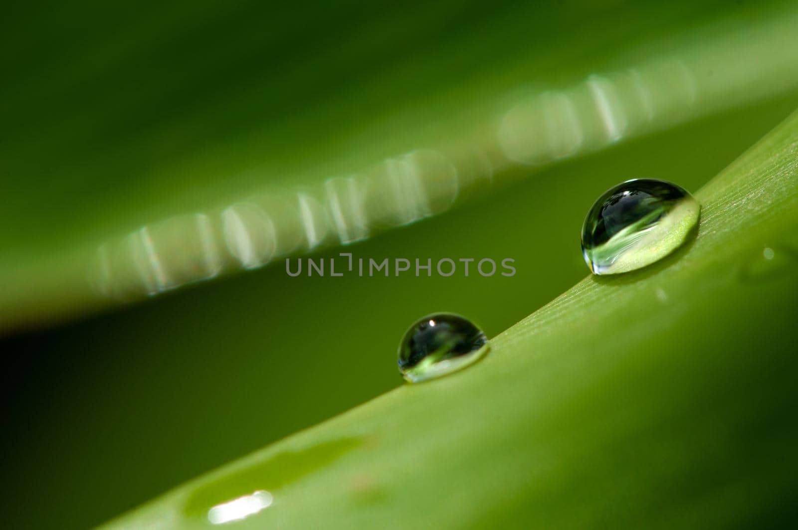 Water drops on green leaf.