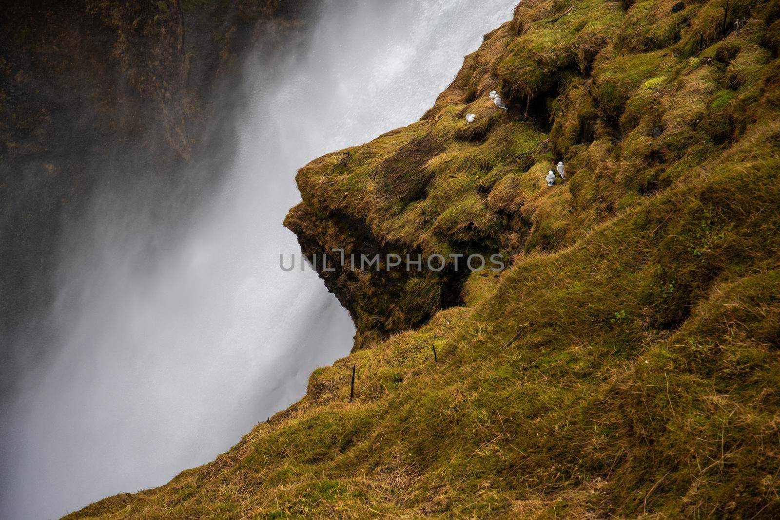 Close up of giant Icelandic waterfall from the top of a mossy cliff.