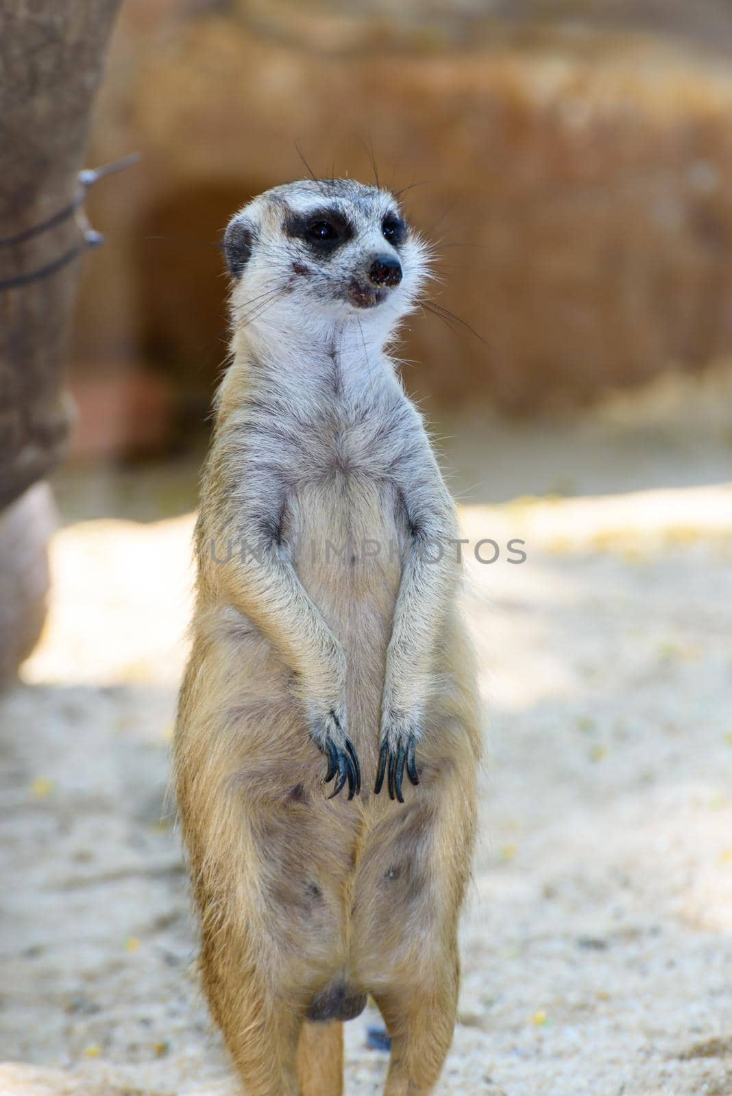 Meerkat mongoose or Suricata suricatta standing on the sand watchful eye with funny and cute in the zoo or safari it is an animal that lives in the Kalahari Desert of southern Africa