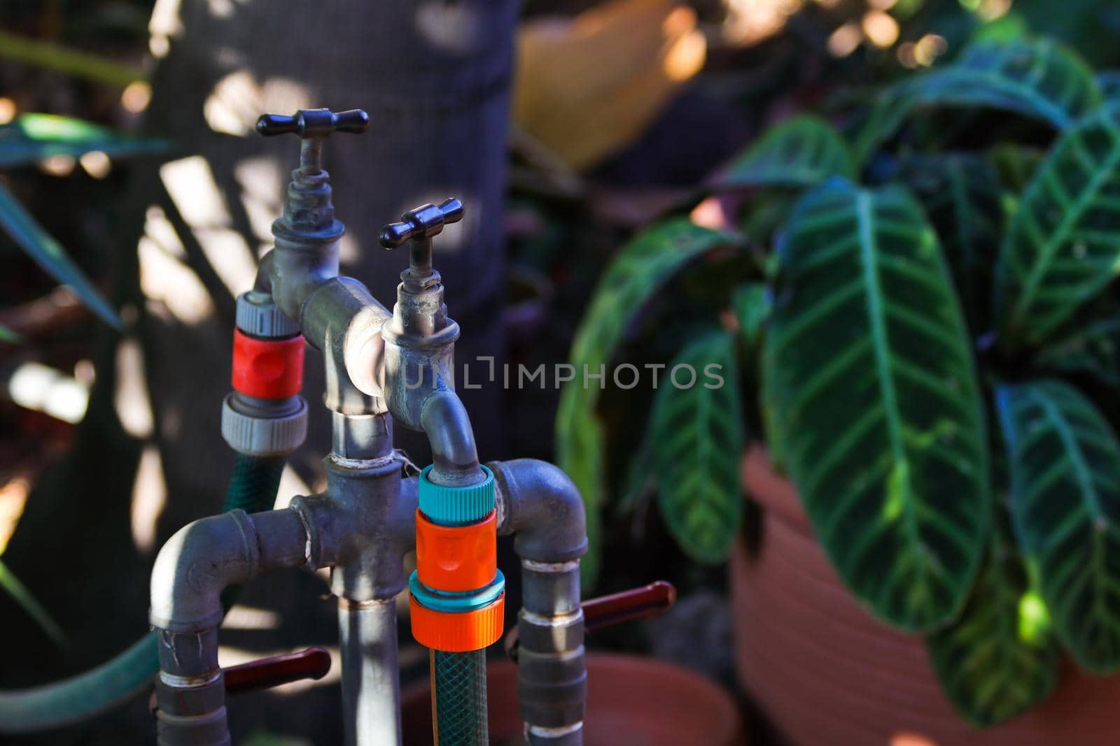 Irrigation hydrant with taps and bright sprinkler hose nozzles in lush garden close-up