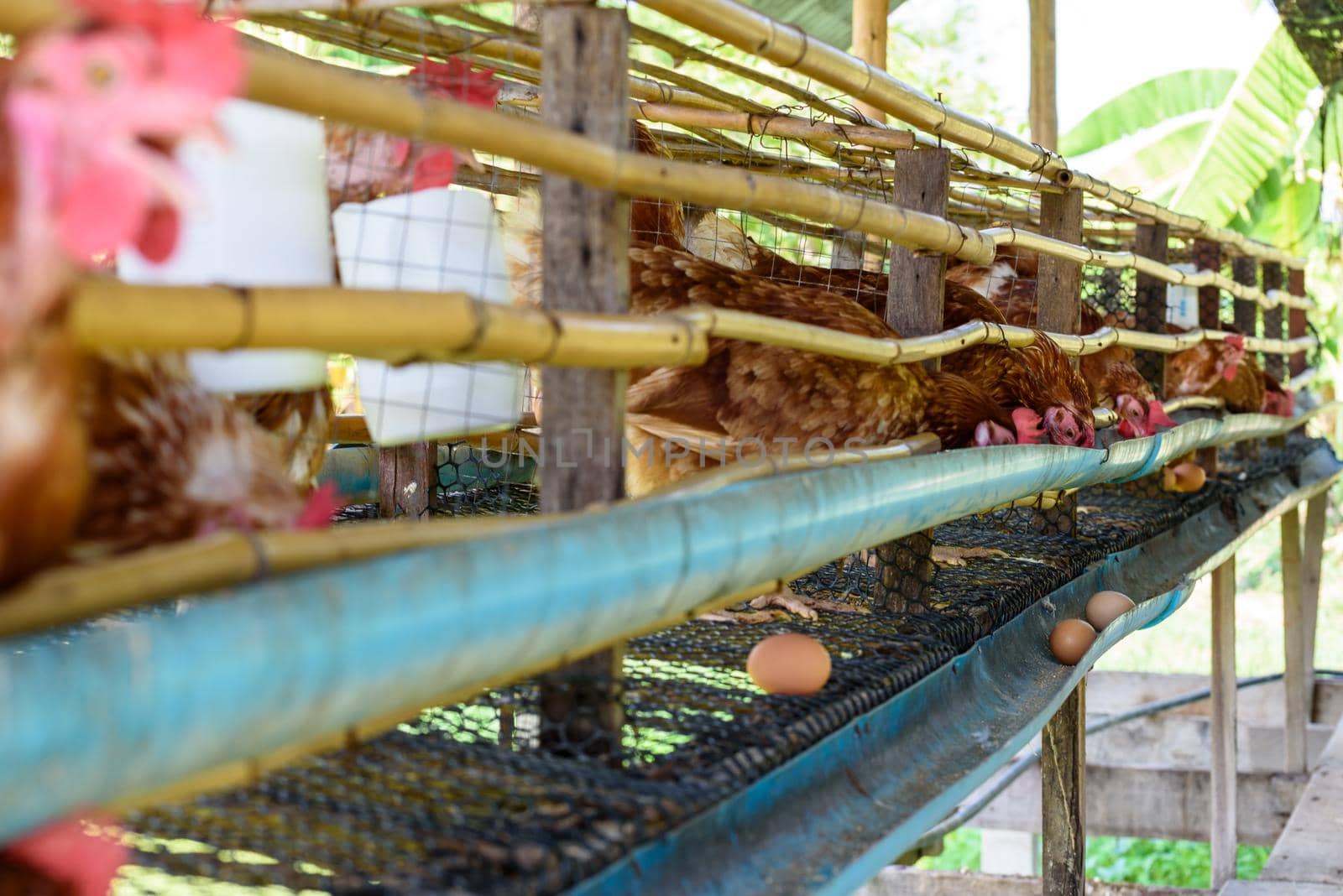Egg chicken farm in rural Thailand by Yongkiet