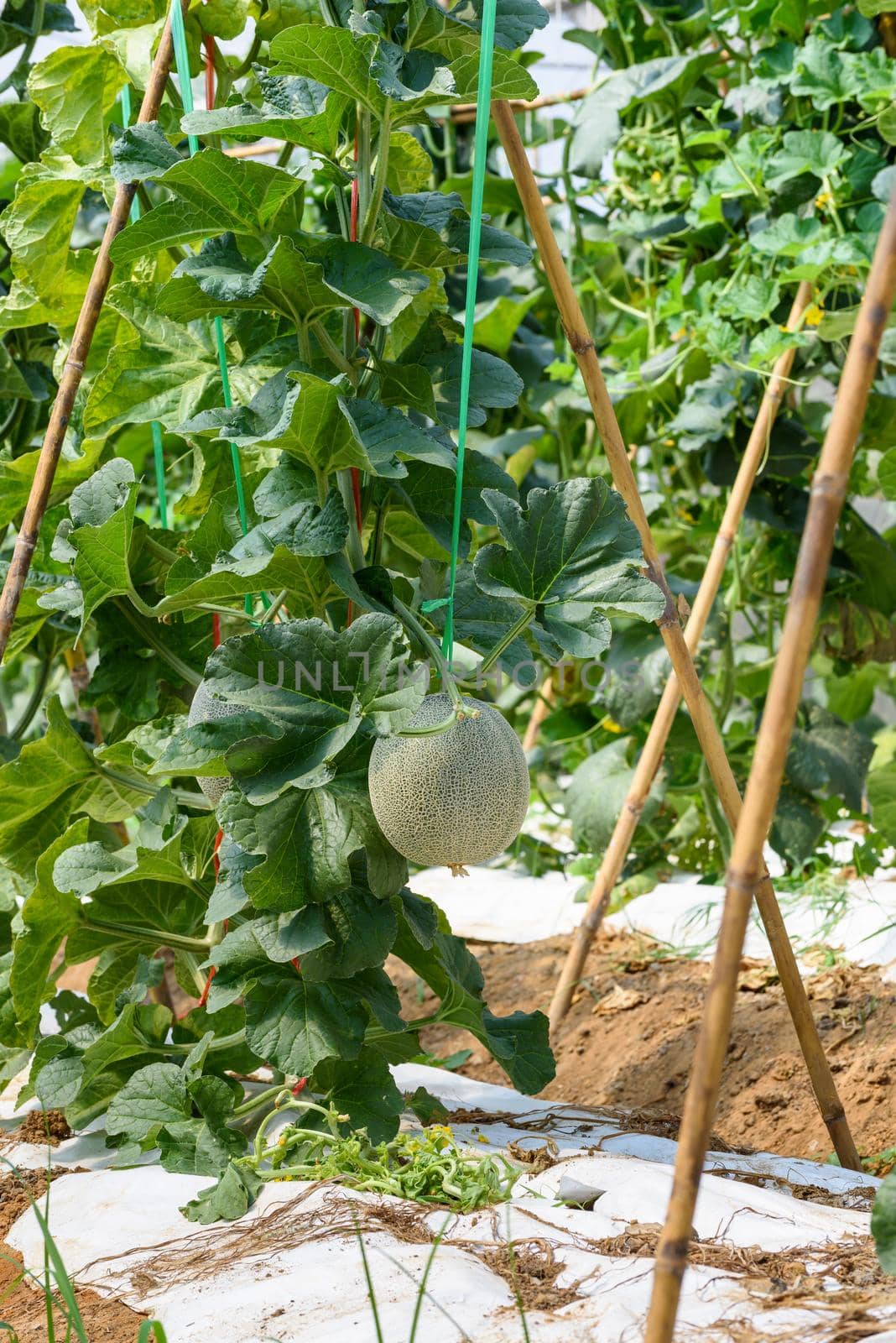 Melon Pot Orange farm field in Thailand by Yongkiet