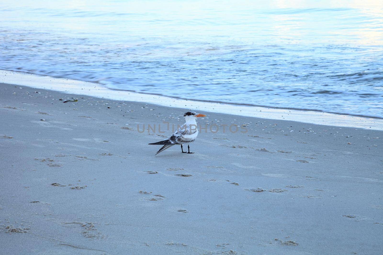 Royal tern stands on the white sand beach and overlooks the ocean in Naples, Florida.