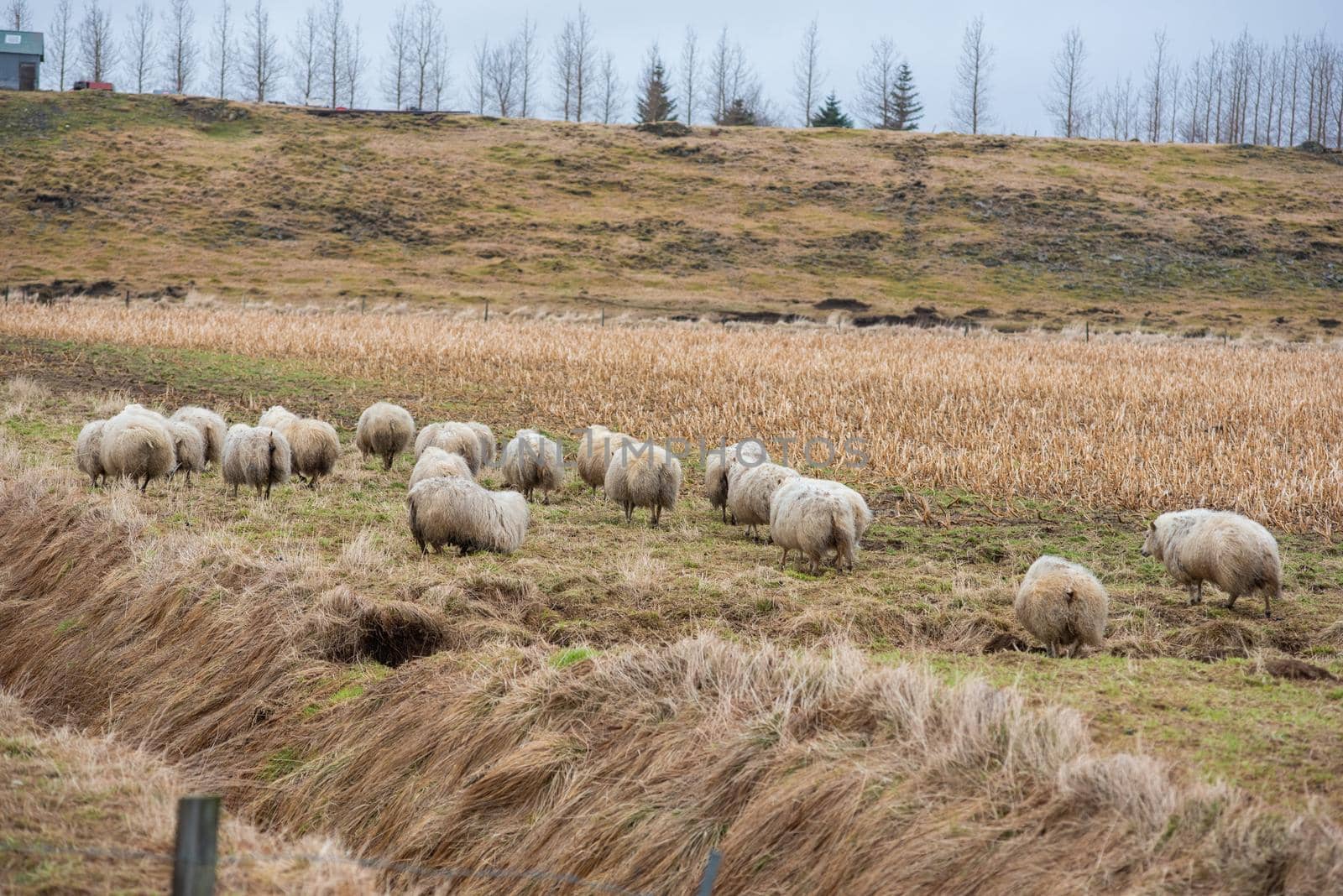 A herd of sheep running away on a beautiful Iceland farm with a horizon line of silhouetted trees in the background